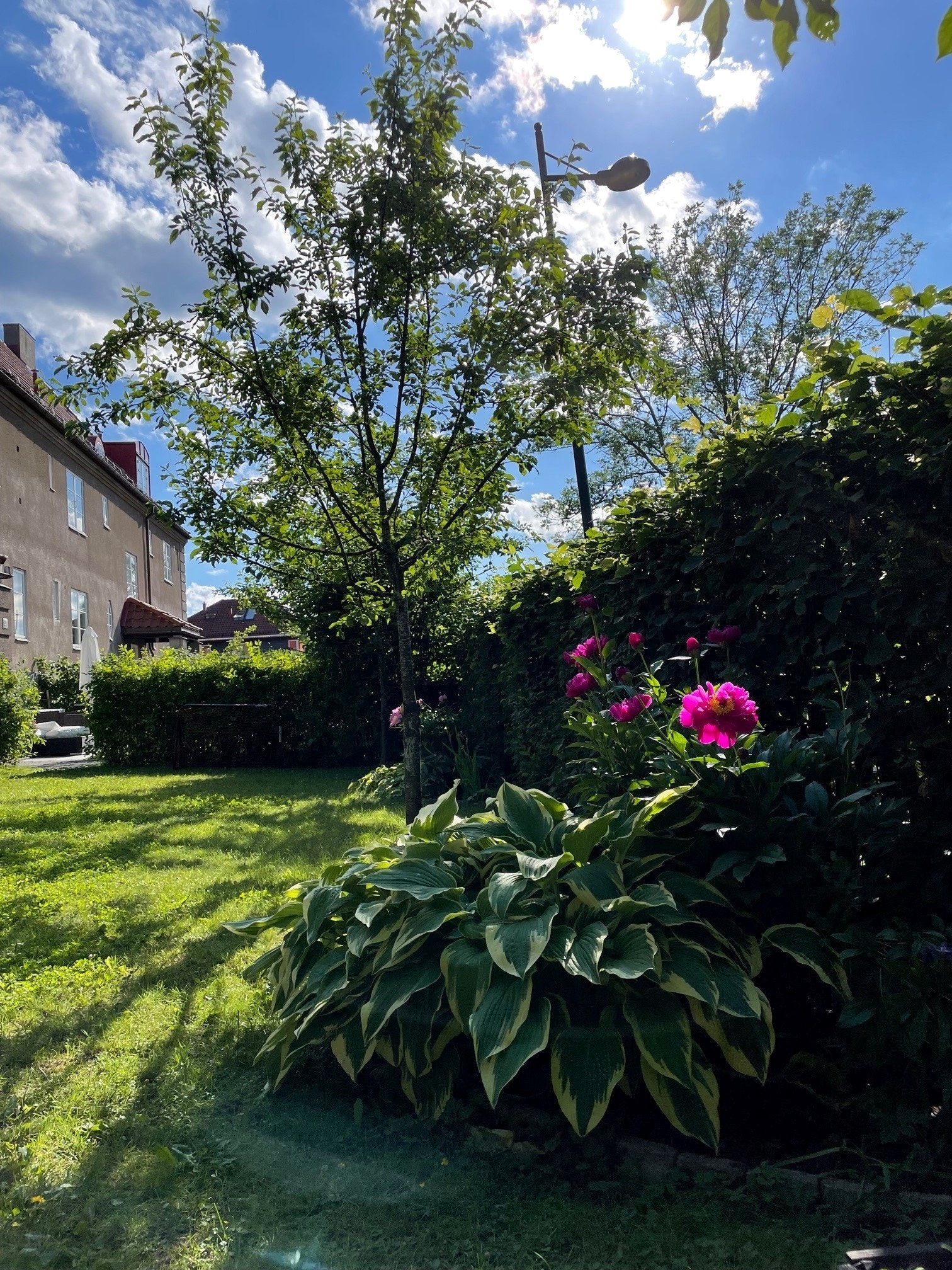 Privat sommerbilde av hagen og beplantningen der Galleribilde