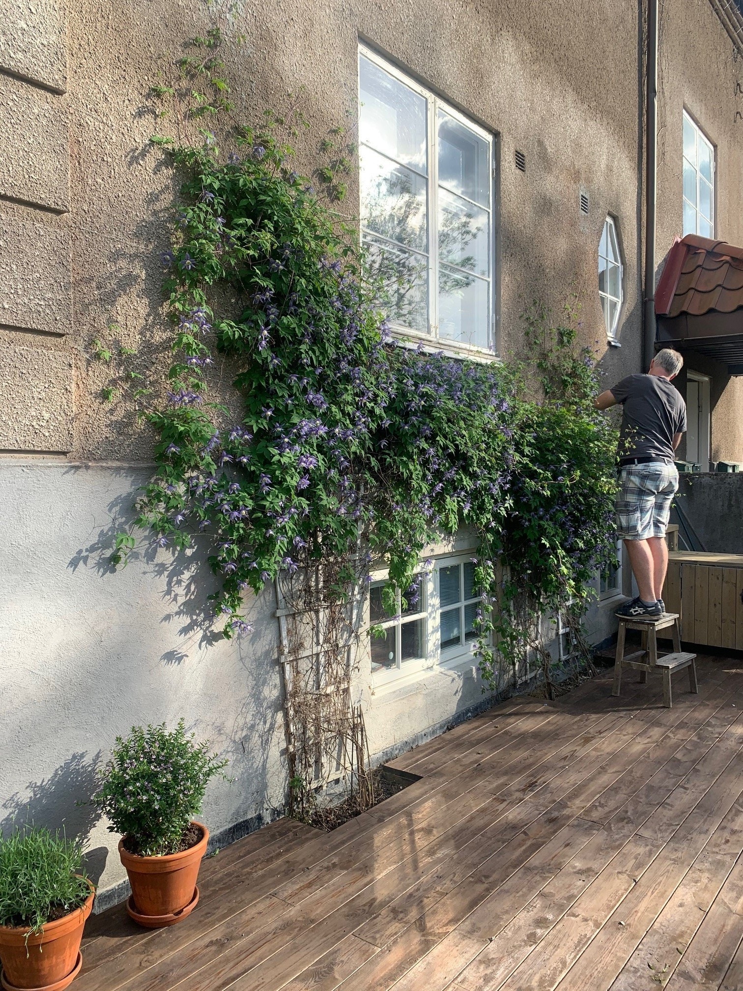 Privat sommerbilde - herlig solrik uteplass med pen beplantning Galleribilde