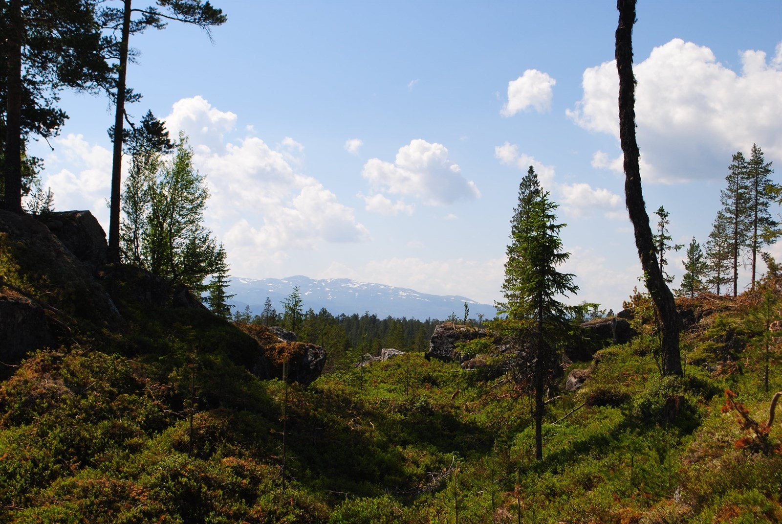 Gråfjell Galleribilde