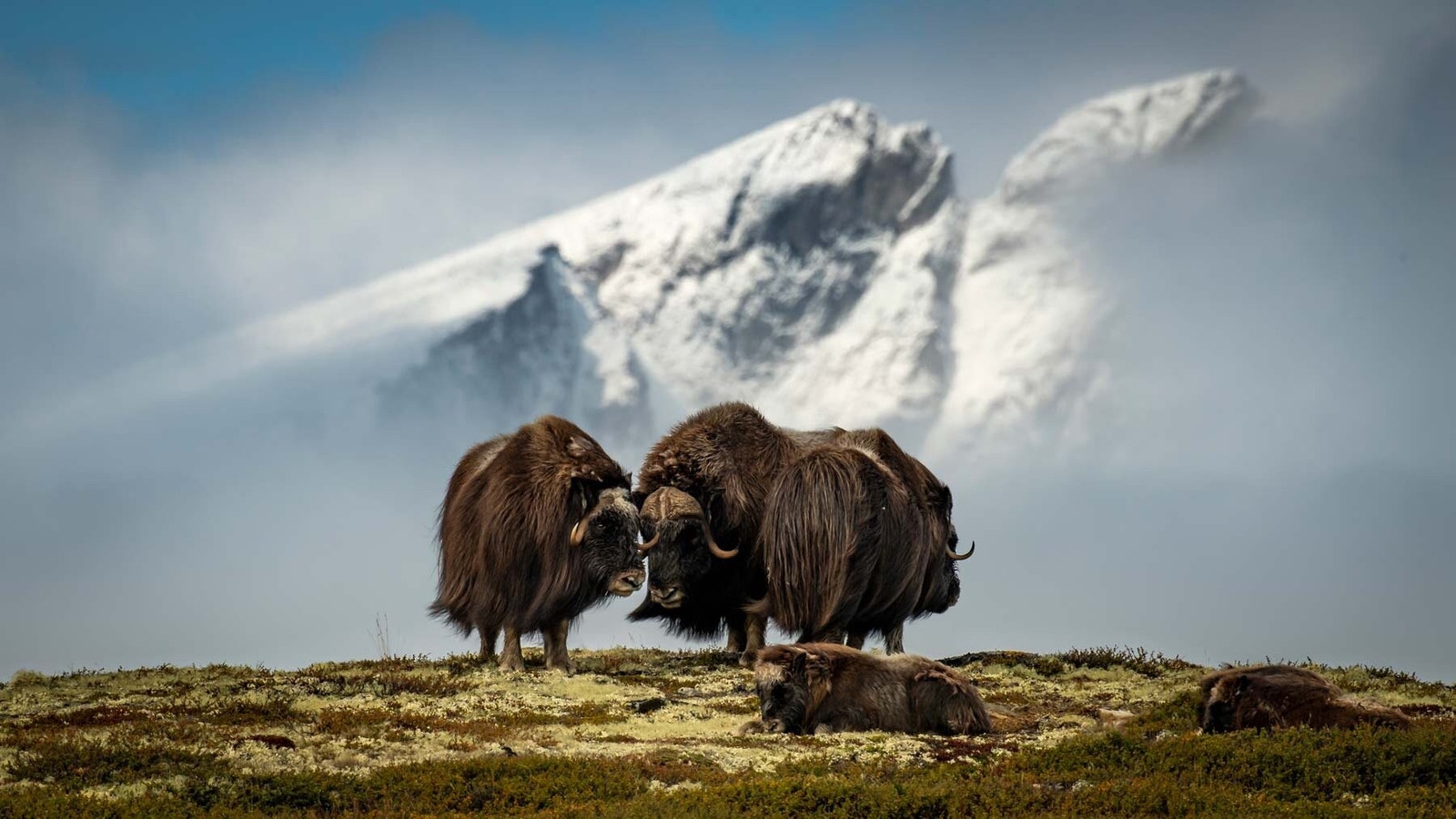 På Dovrefjell lever fortsatt Moskus Galleribilde
