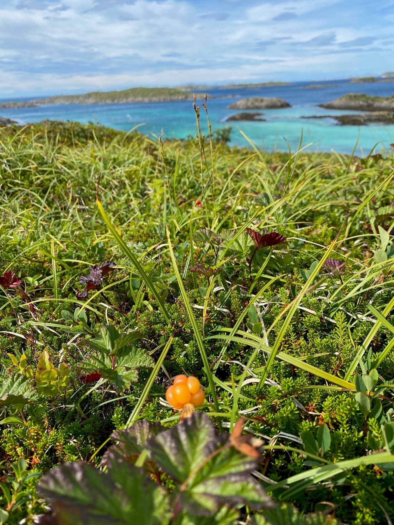 Flott natur - skogens gull finner du også på de mange øyene i området Galleribilde