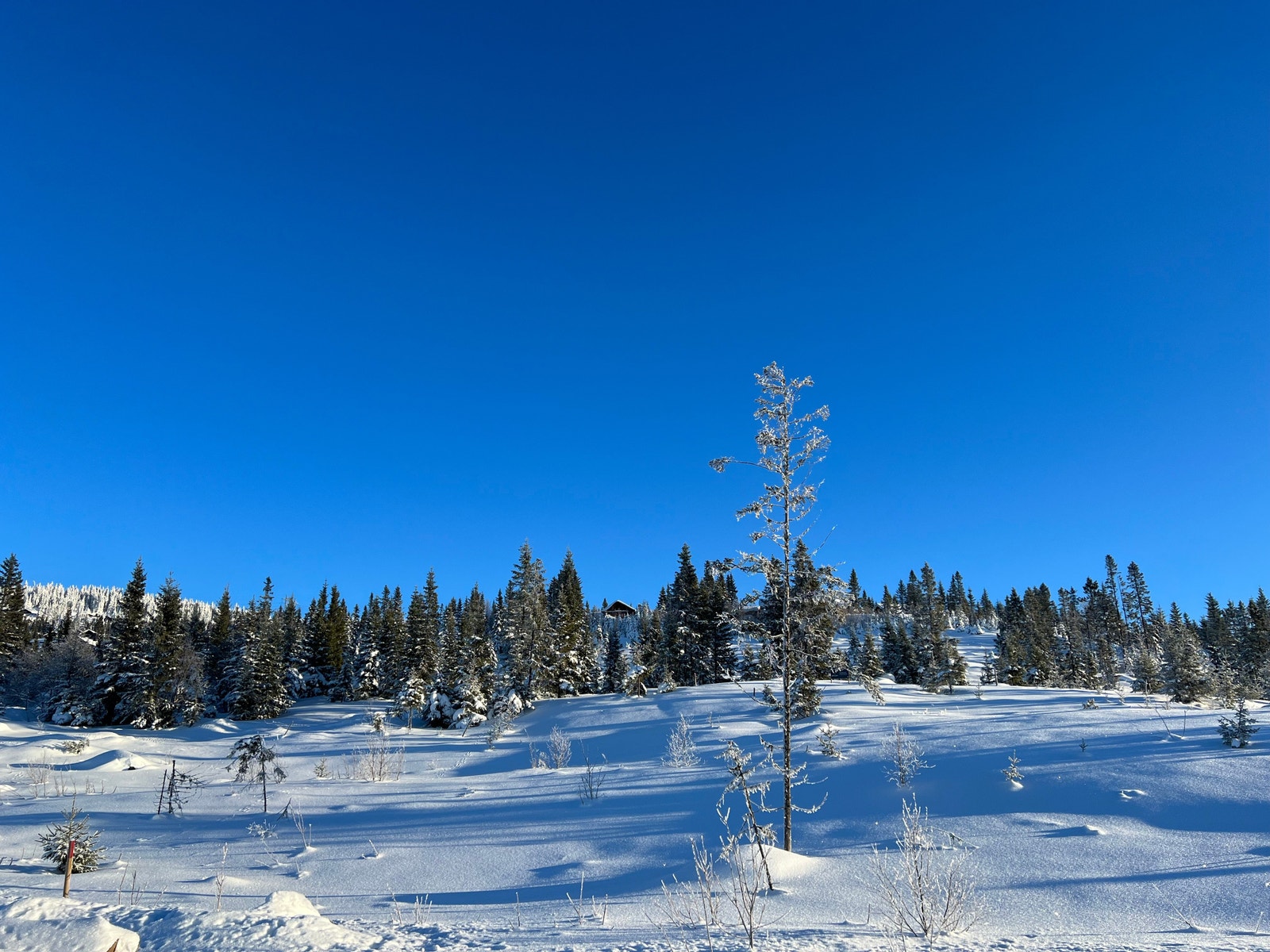Bilde fra Bjørgesætra Galleribilde
