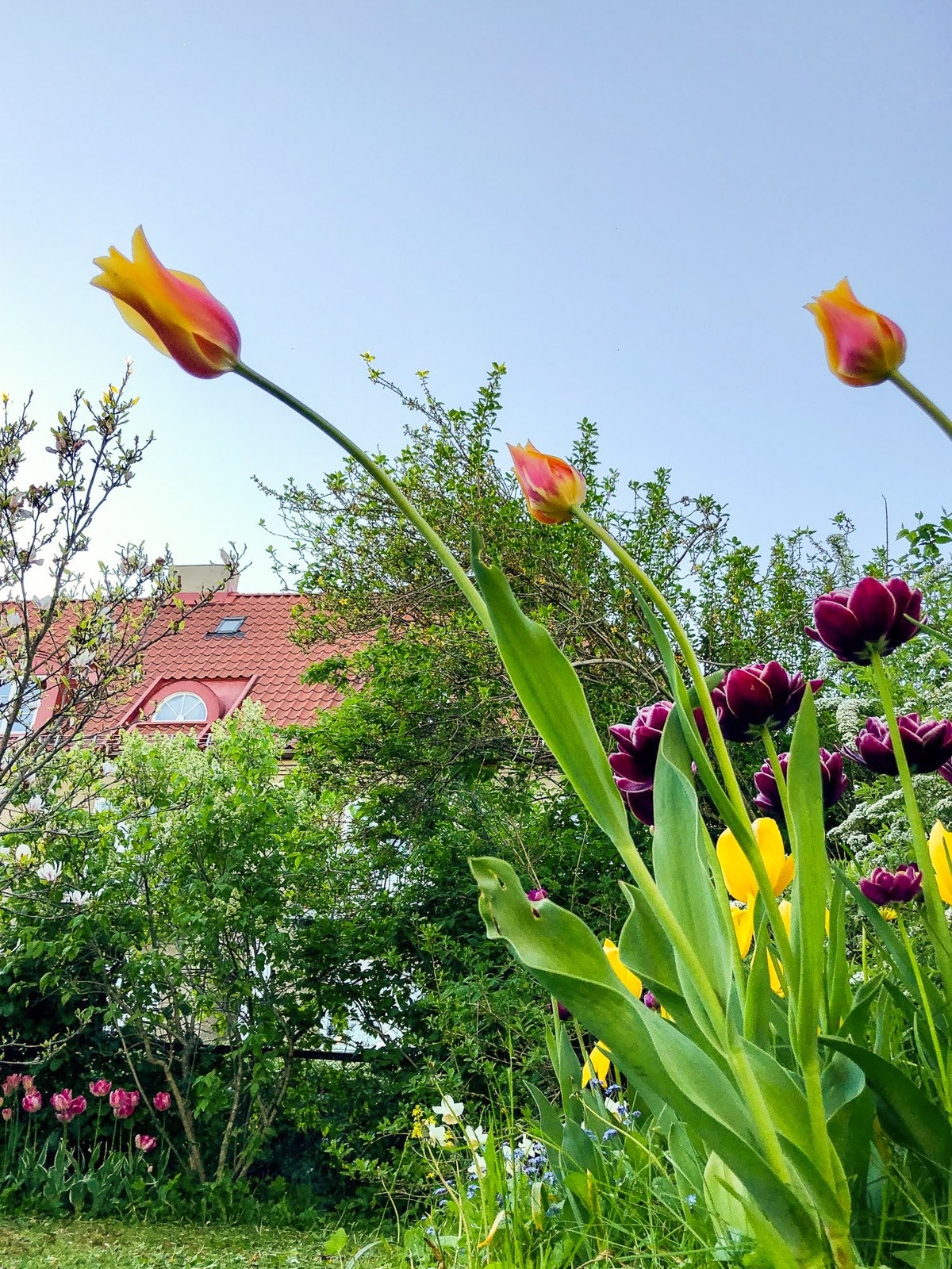 I randsonen av plenen vokser tulipaner, krokus, liljer, peoner, iris og andre fargeklatter. Galleribilde