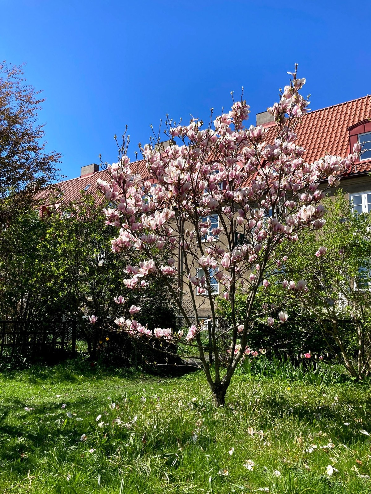 Magnoliatreet (x soulangeana) blomstrer på bar kvist og er på sitt mest praktfulle i mai. Galleribilde