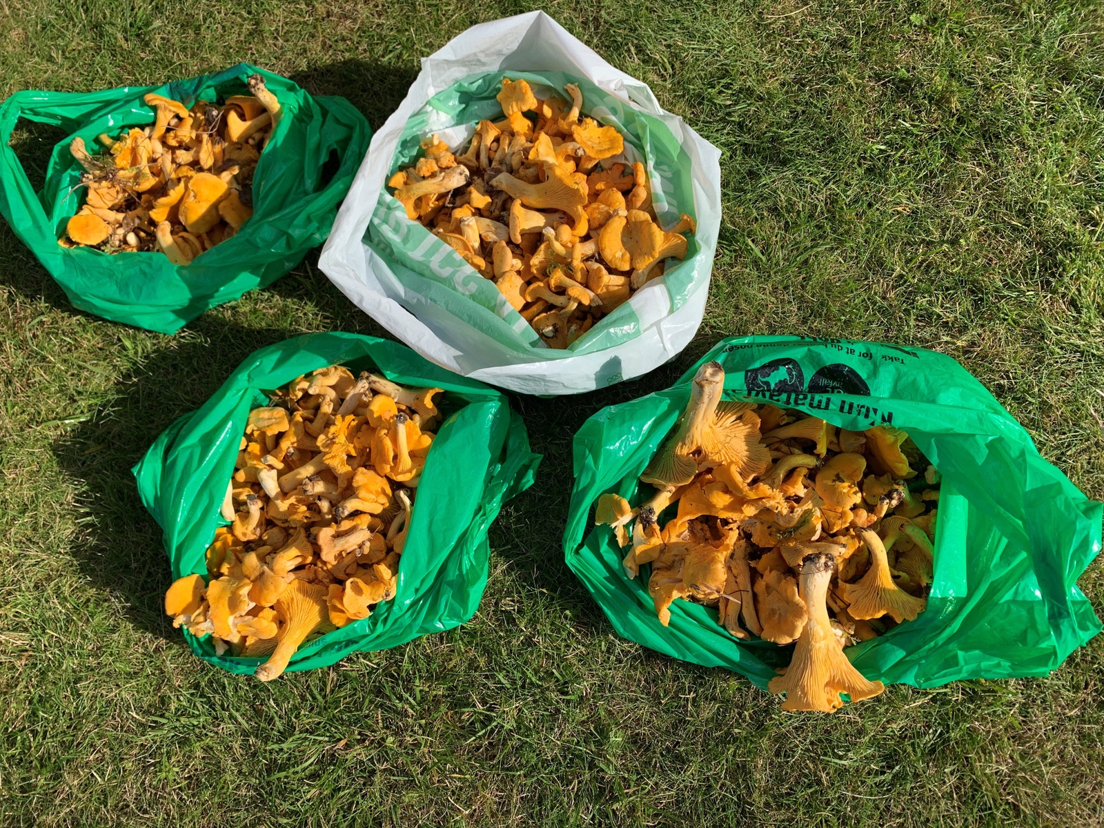 I nærområdet finner du fine tur og rekreasjonsområder Galleribilde