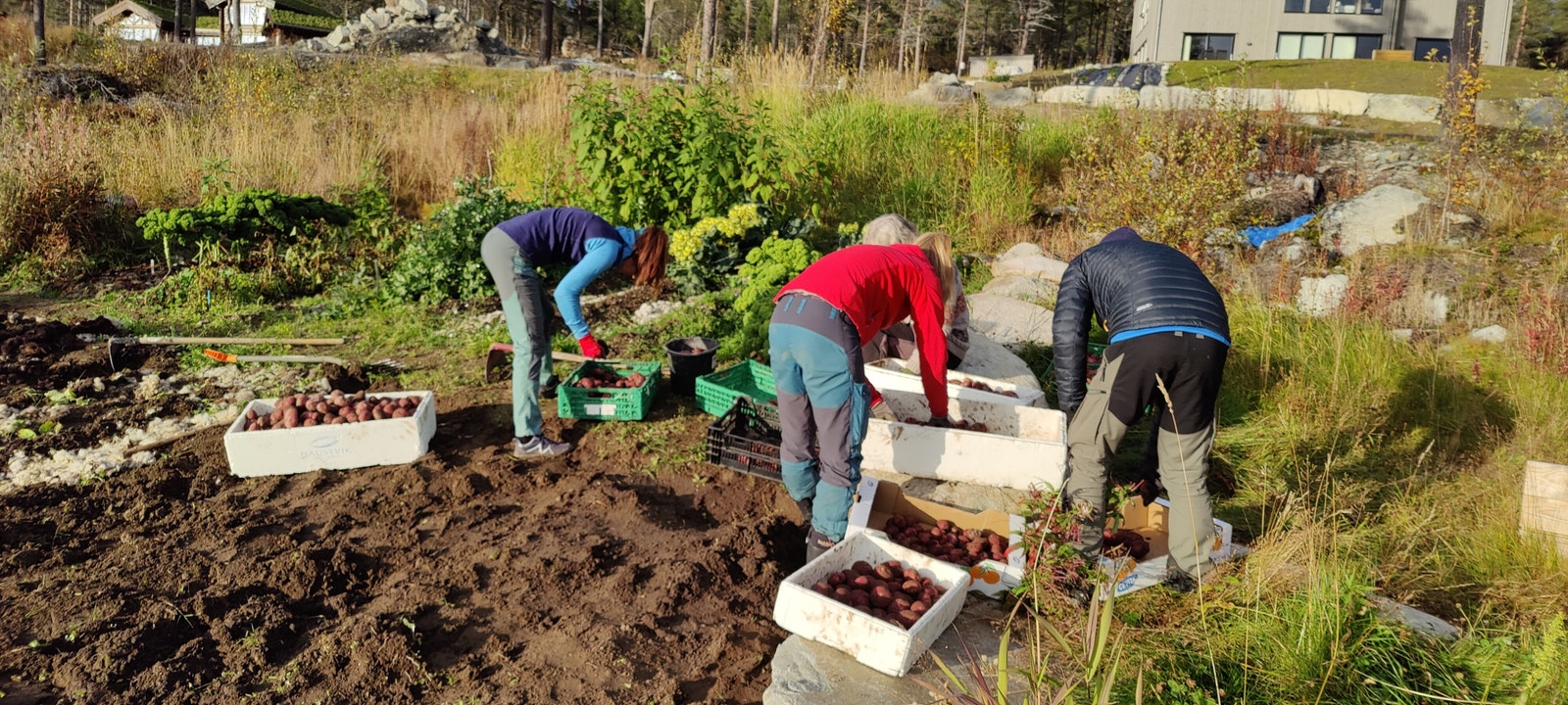 Felles innhøsting av poteter; over 100 kg ble fordelt! Galleribilde