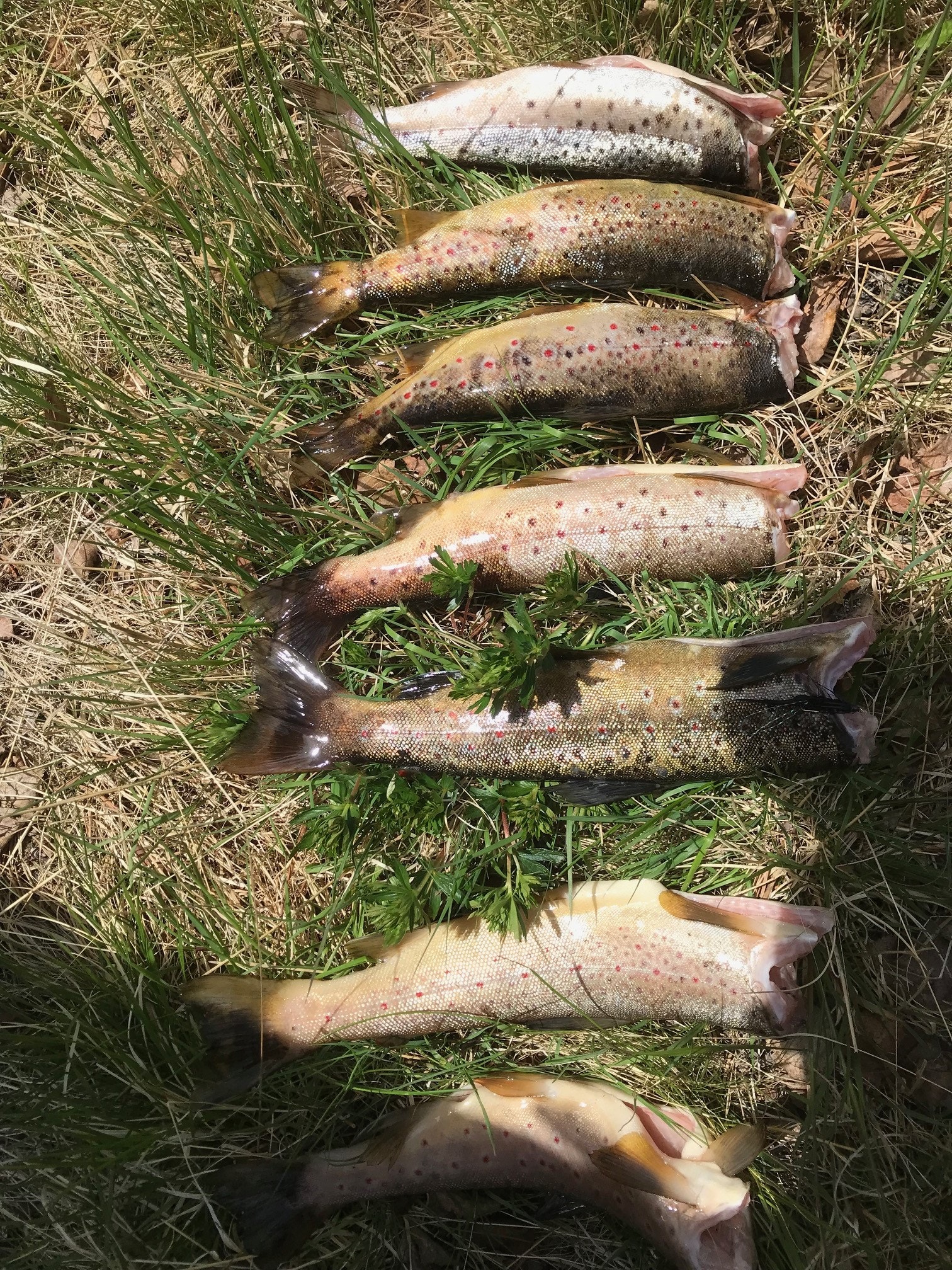 Dagens fangst Galleribilde