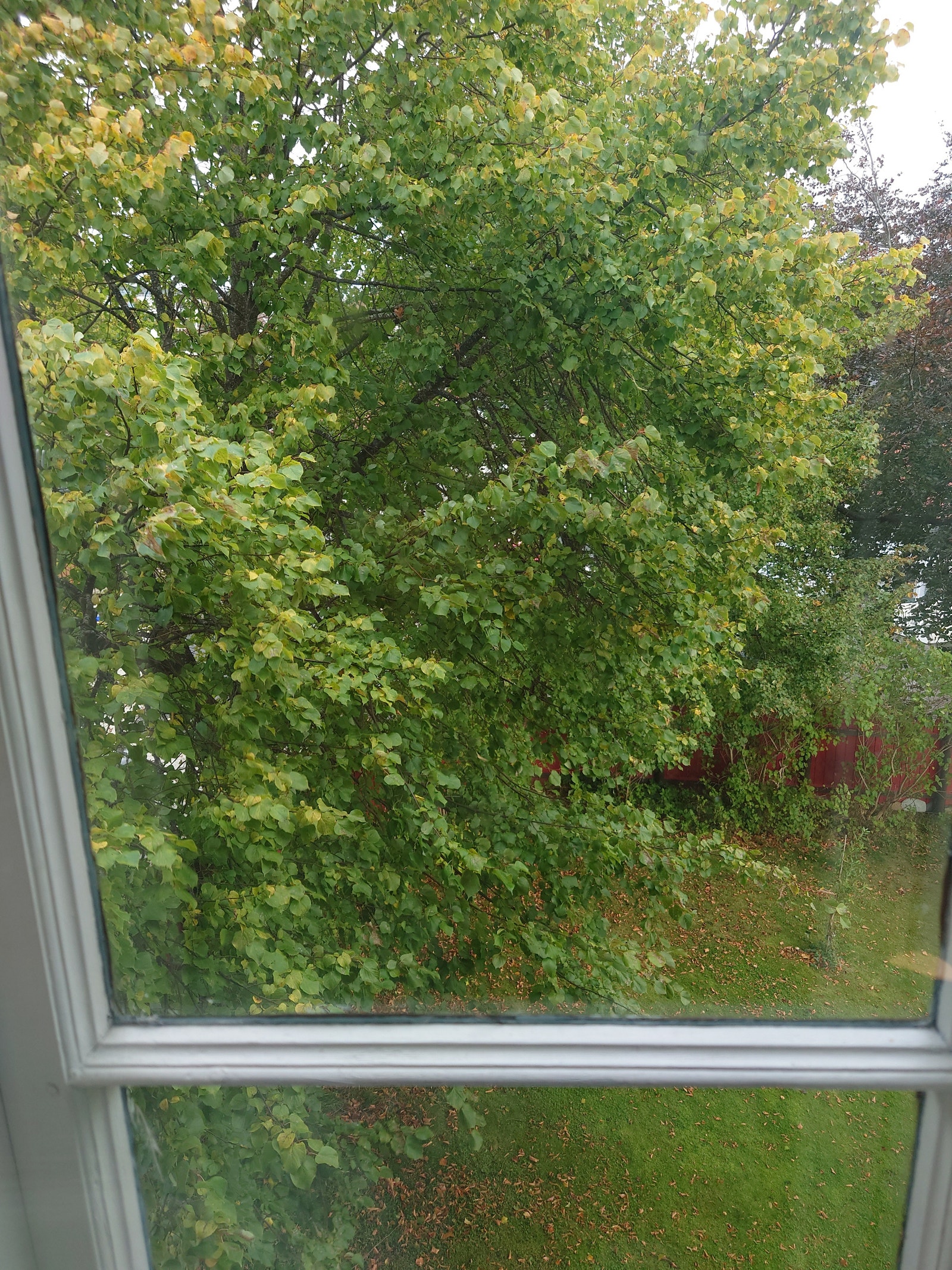 Stor deilig hage, grønnsakshage og utsikt mot sjøen Galleribilde