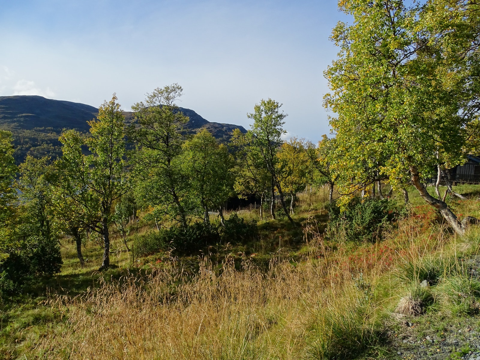 Platå øverst på tomta, ta ned noe glissen bjørkeskog så har man panorama utsikt med gode solforhold Galleribilde