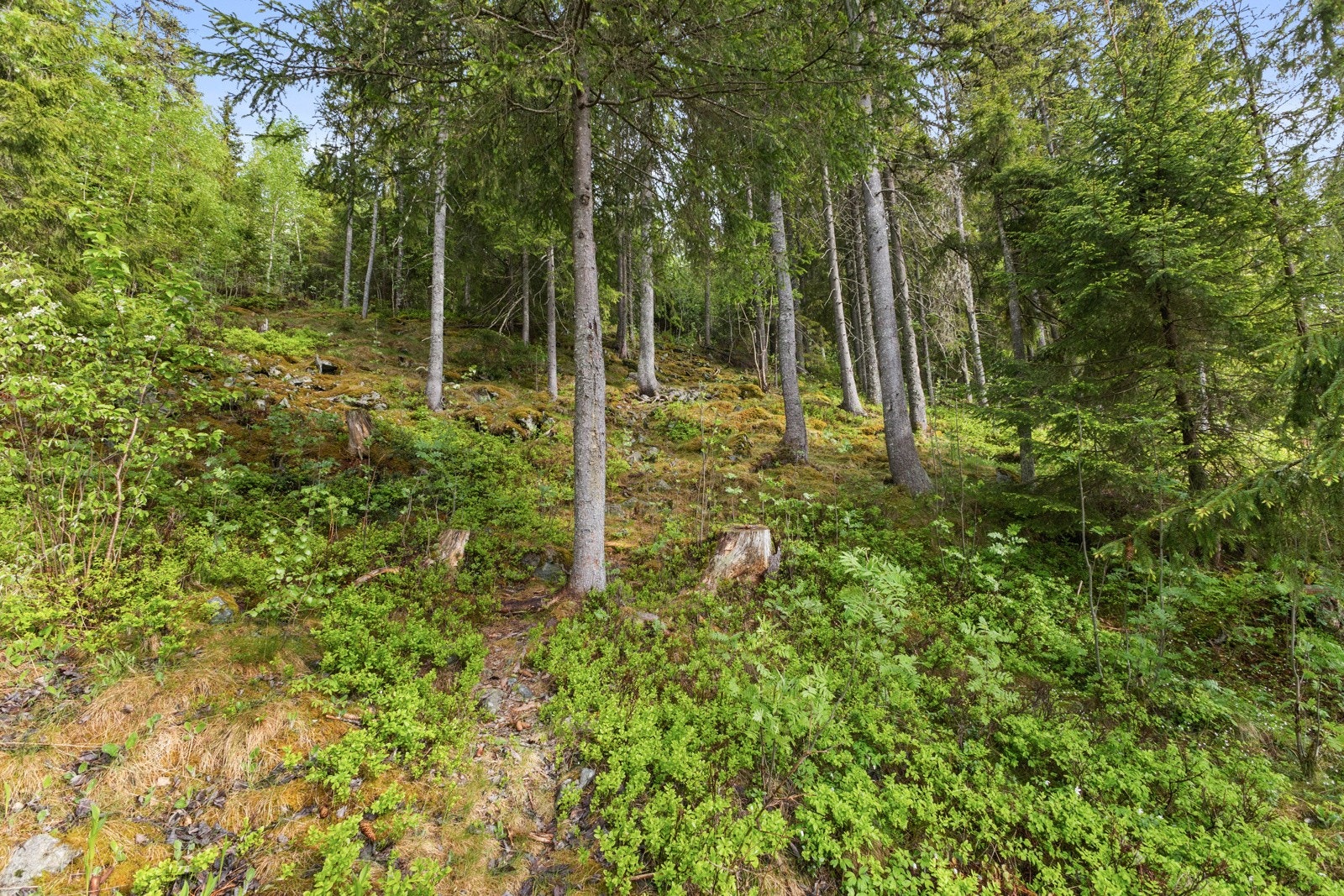 Ca. 50 m fra baksiden av huset er det sti med utgangspunkt for korte eller lengre skogsturer. Store mengder bringebær kort vei fra huset. Galleribilde