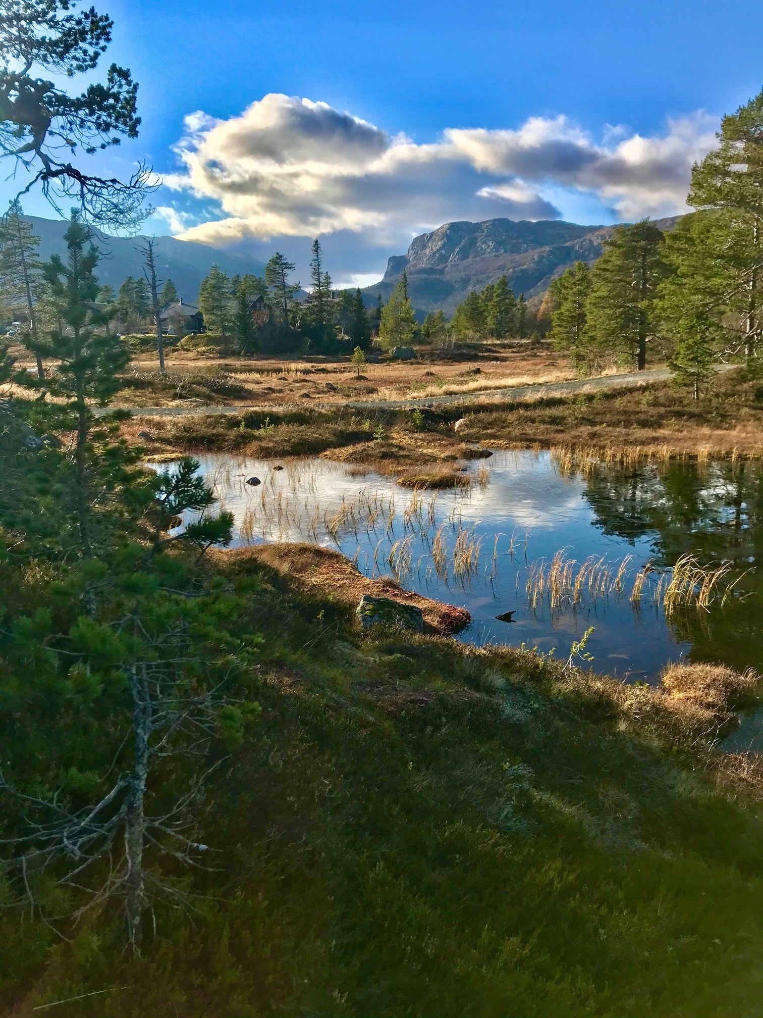 Høstbilde fra tomteområdet Galleribilde