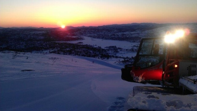 Morgenstemning i apinanlegget Galleribilde