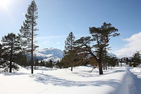 sentralt i tomtefeltet Galleribilde