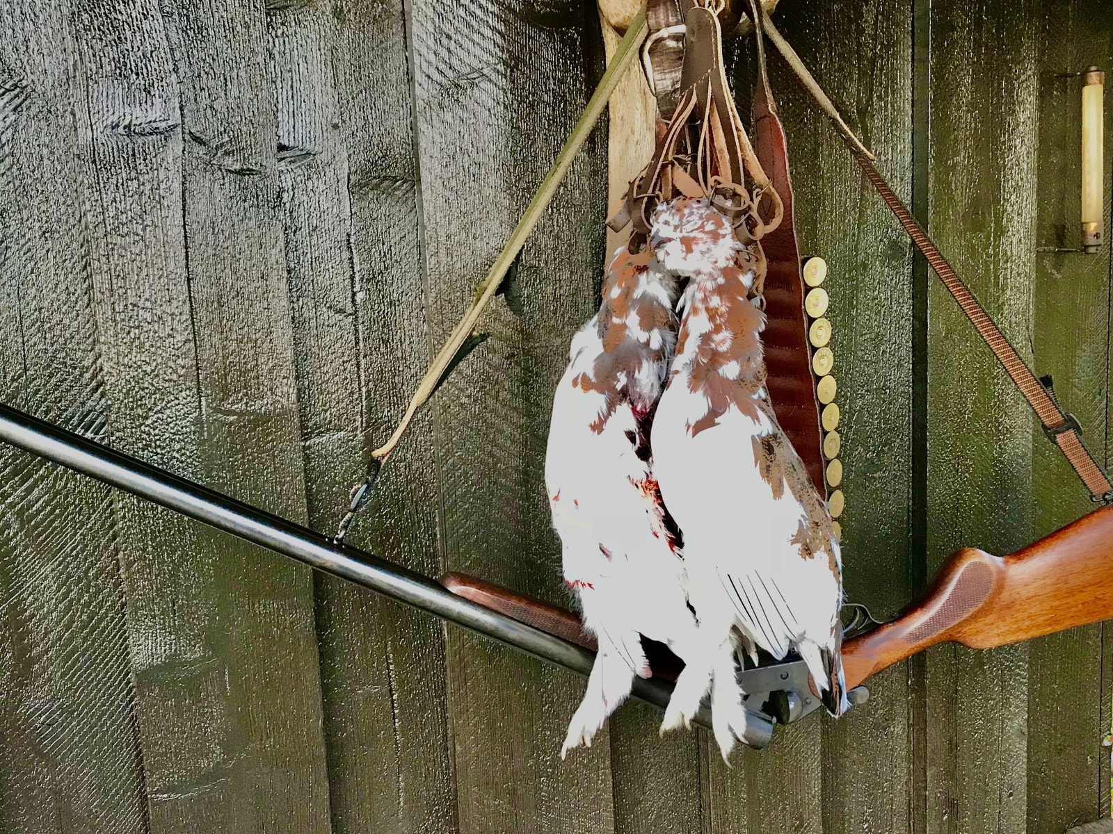 Mulighet for fuglejakt Galleribilde