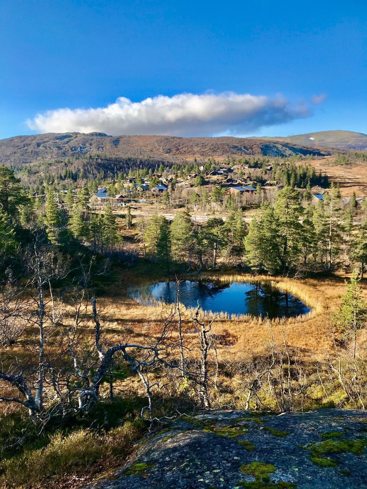 Høstbilde fra tomteområdet Galleribilde