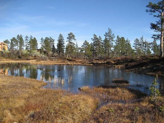 Lite tjern inne i tomtefeltet Galleribilde