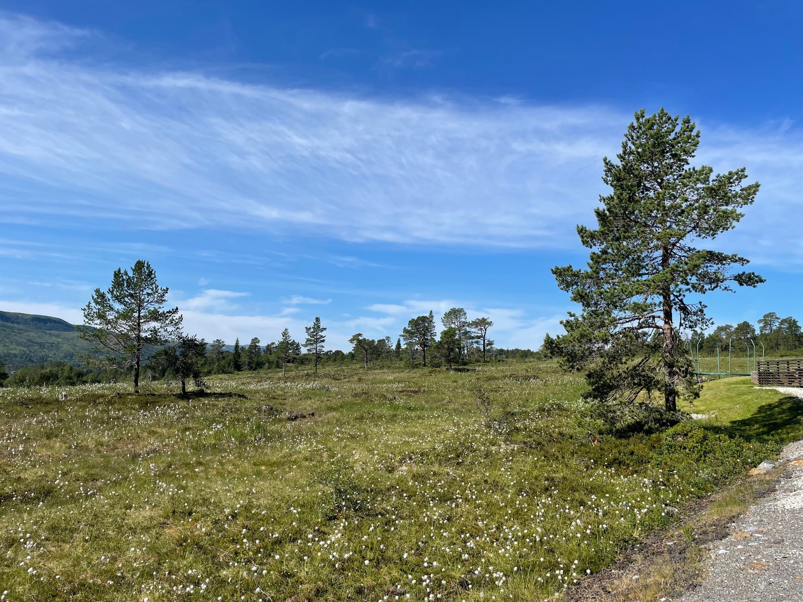 Bilder fra tomteområdet Galleribilde