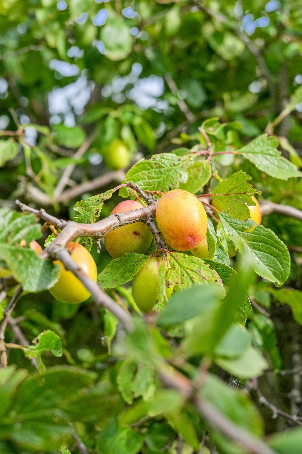 Solrik og flott tomt med stort grøntareal, plommetre og beplantning. Flott utsikt! Galleribilde