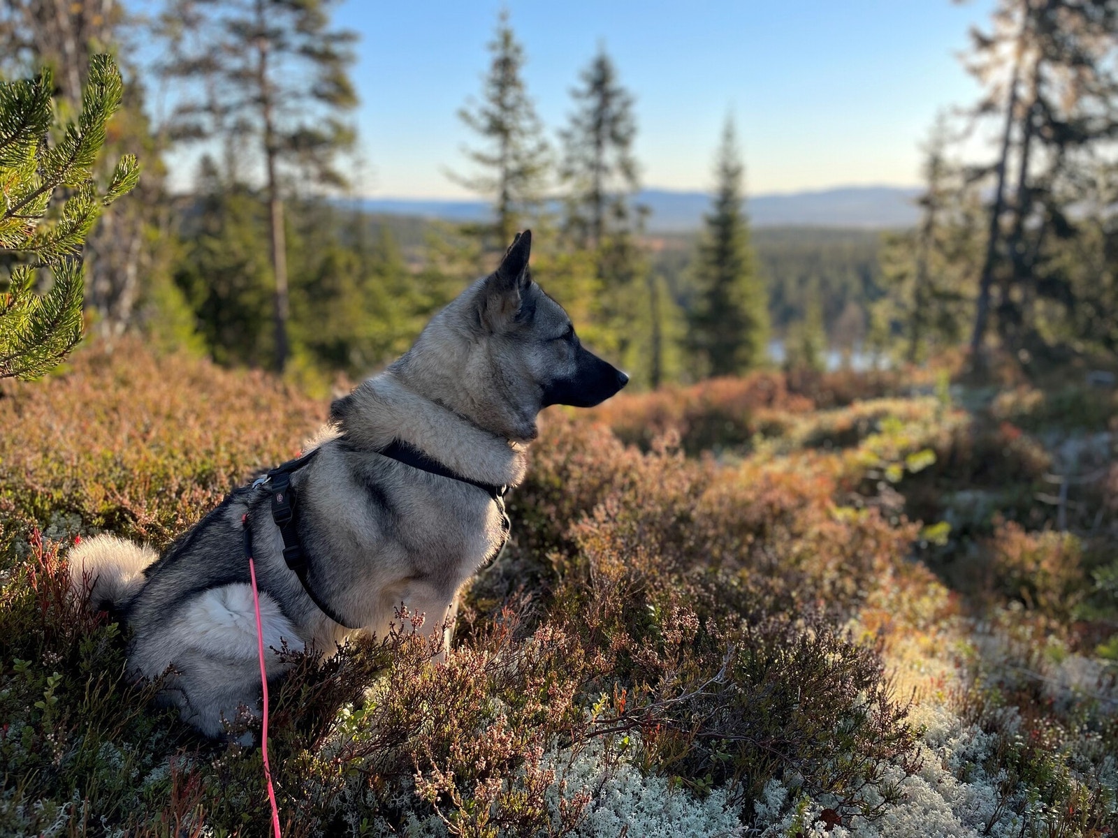 Muligheter for jakt og fiske Galleribilde