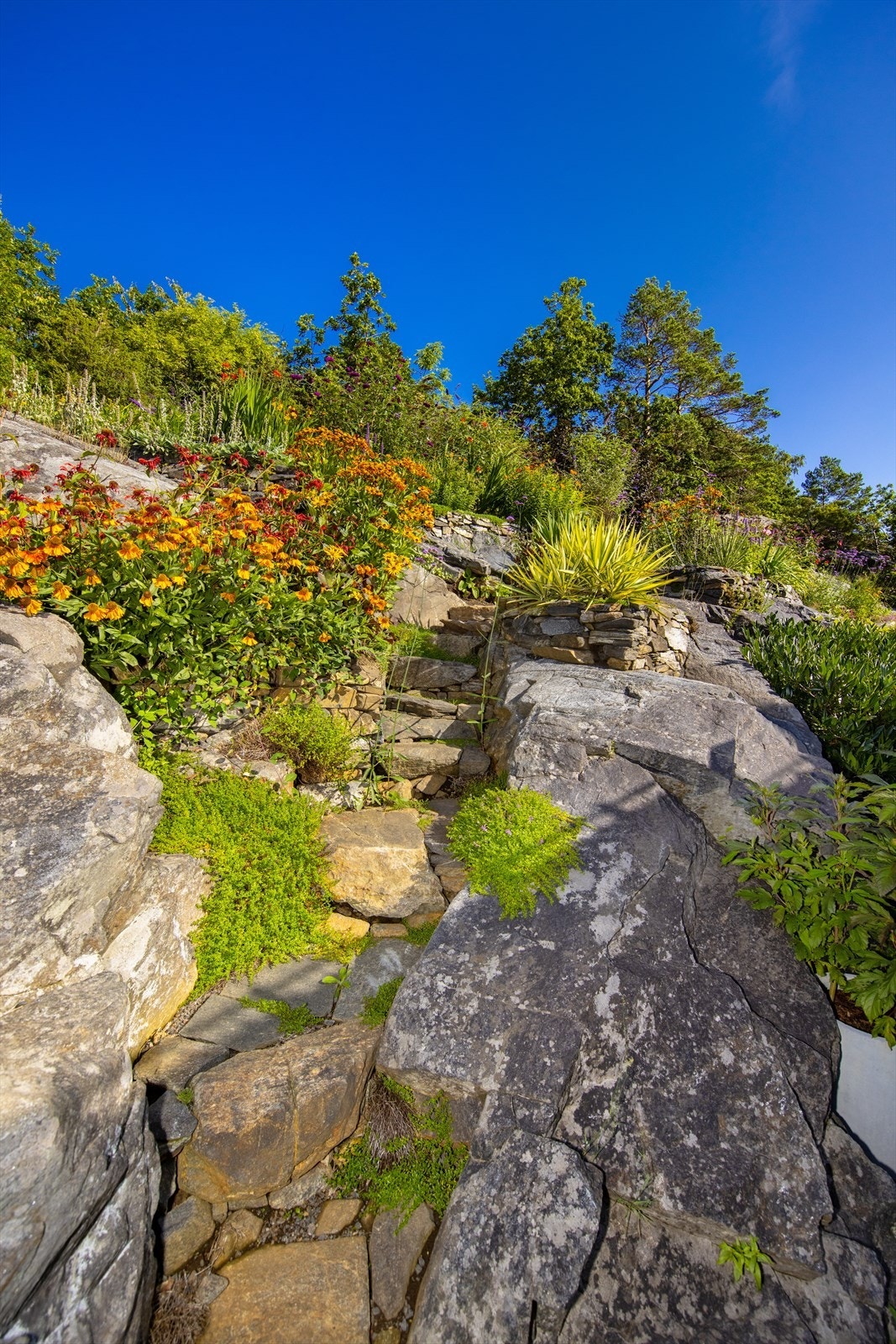 Mellom et spekter av farger, og mange forskjellige blomster kan du vandre oppover fjellsiden. Galleribilde