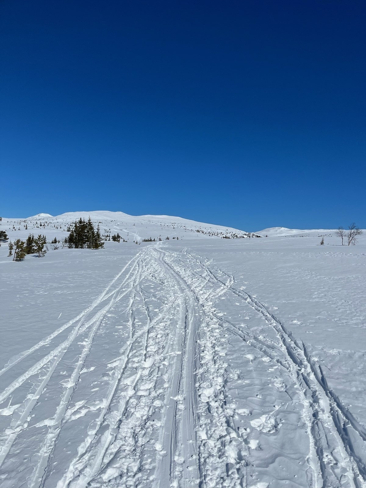 Fin høyfjellsnatur oppover Sørbølfjellet og Nautskardfjellet. Galleribilde