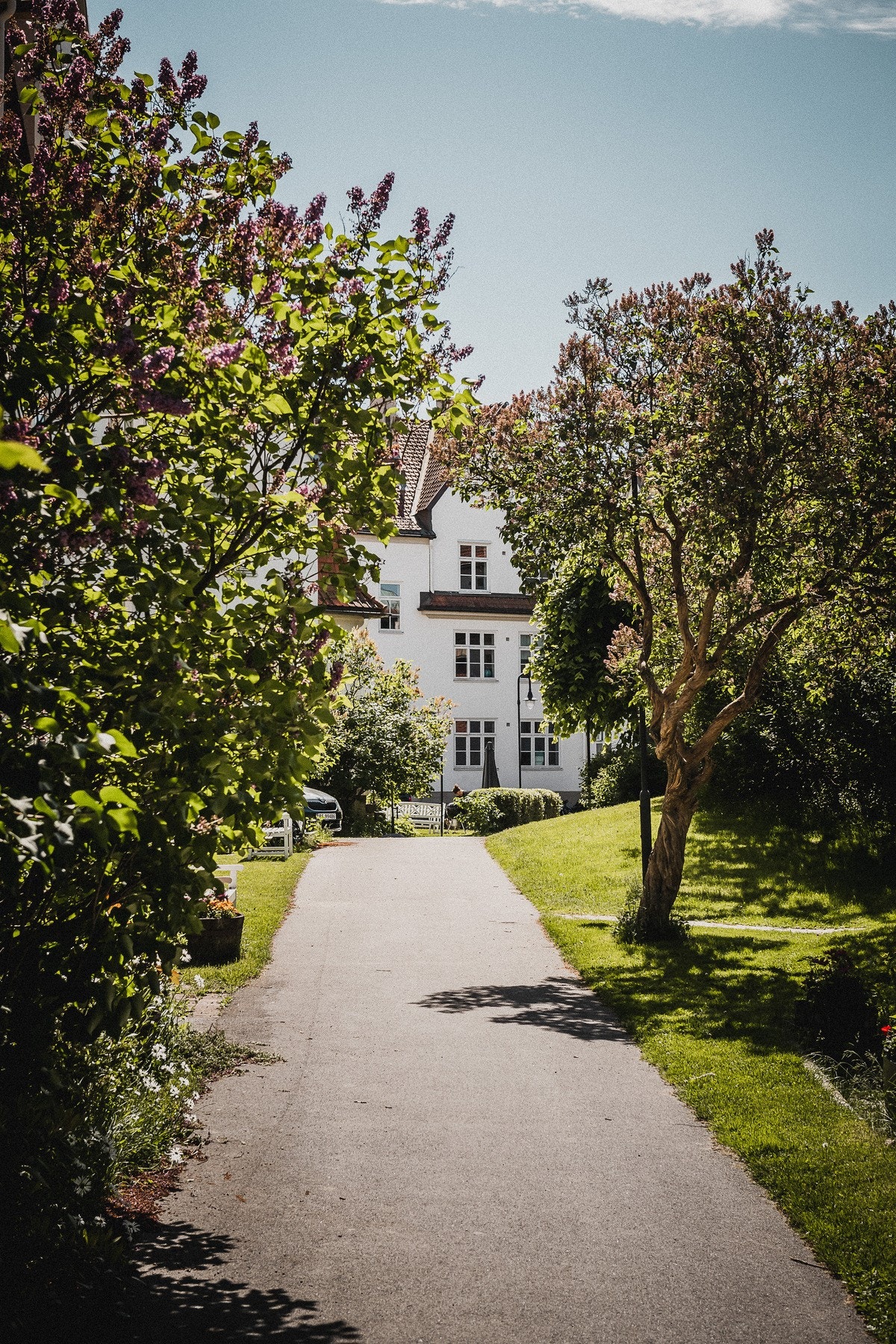 Særdeles vakker beplantning med peoner, roser og syrinbusker. Galleribilde