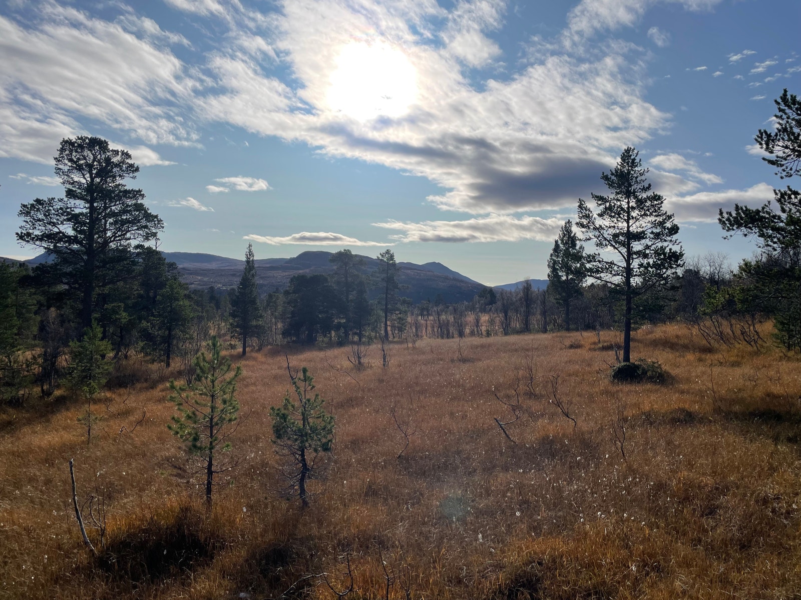 Bilde fra tomteområdet Galleribilde