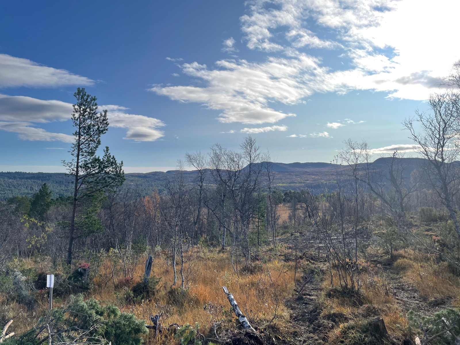 Bilde fra tomteområdet Galleribilde