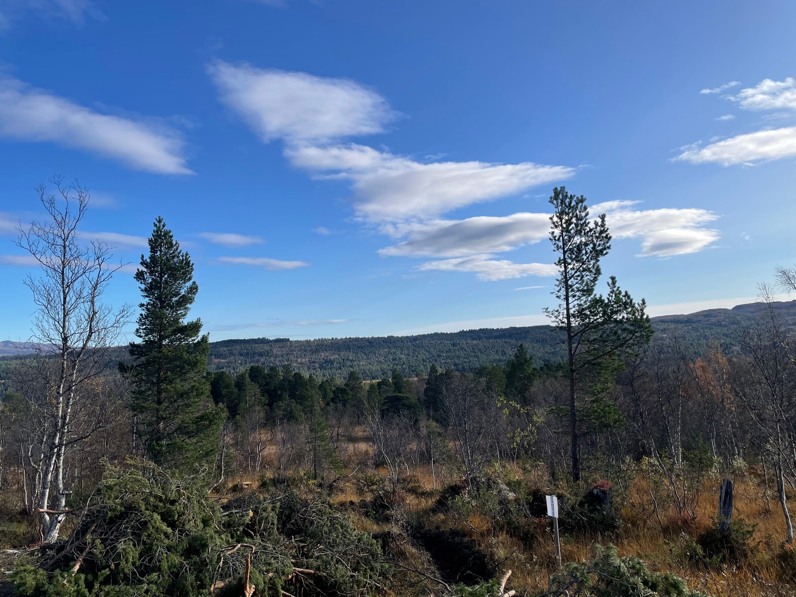 Bilde fra tomteområdet Galleribilde