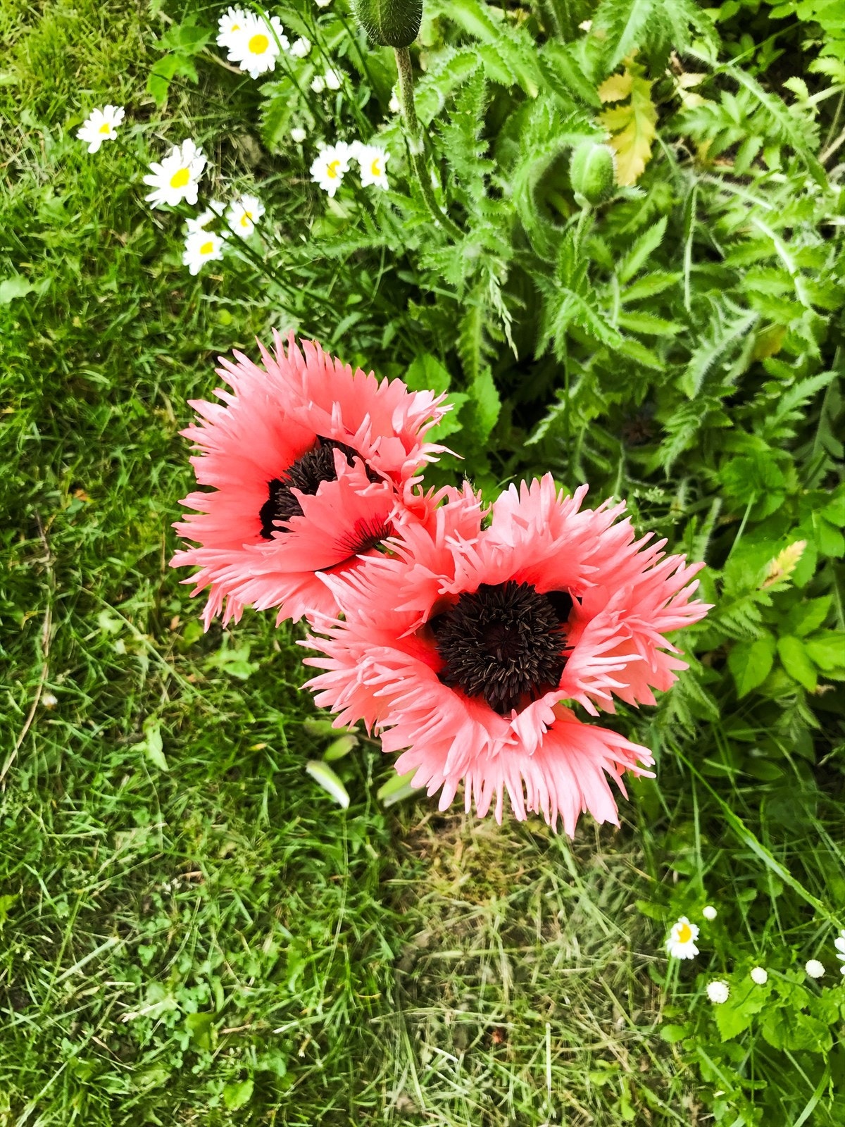 Hageidyll | Selgers eget bilde Galleribilde