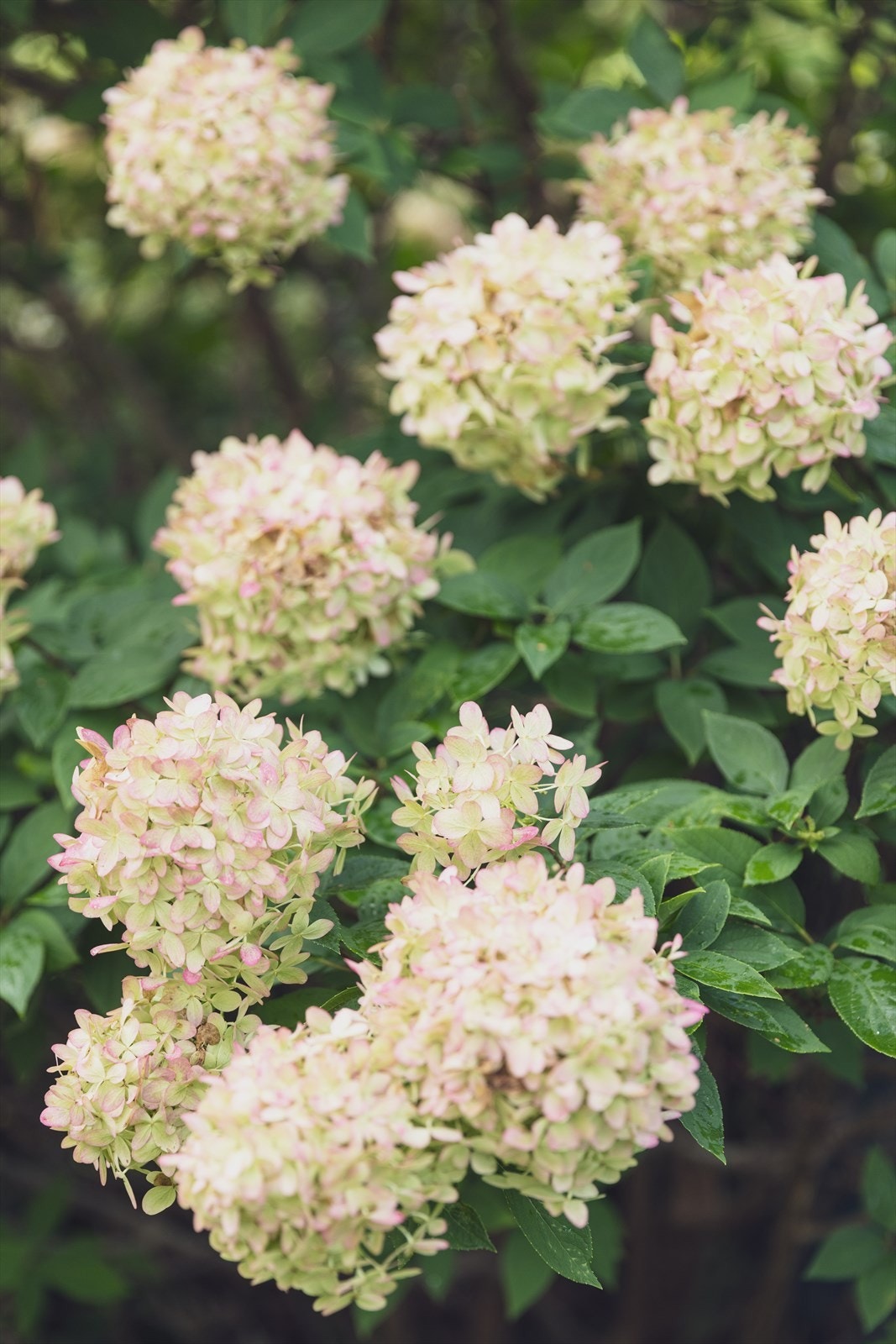 Detaljer | Hageparsell. Galleribilde