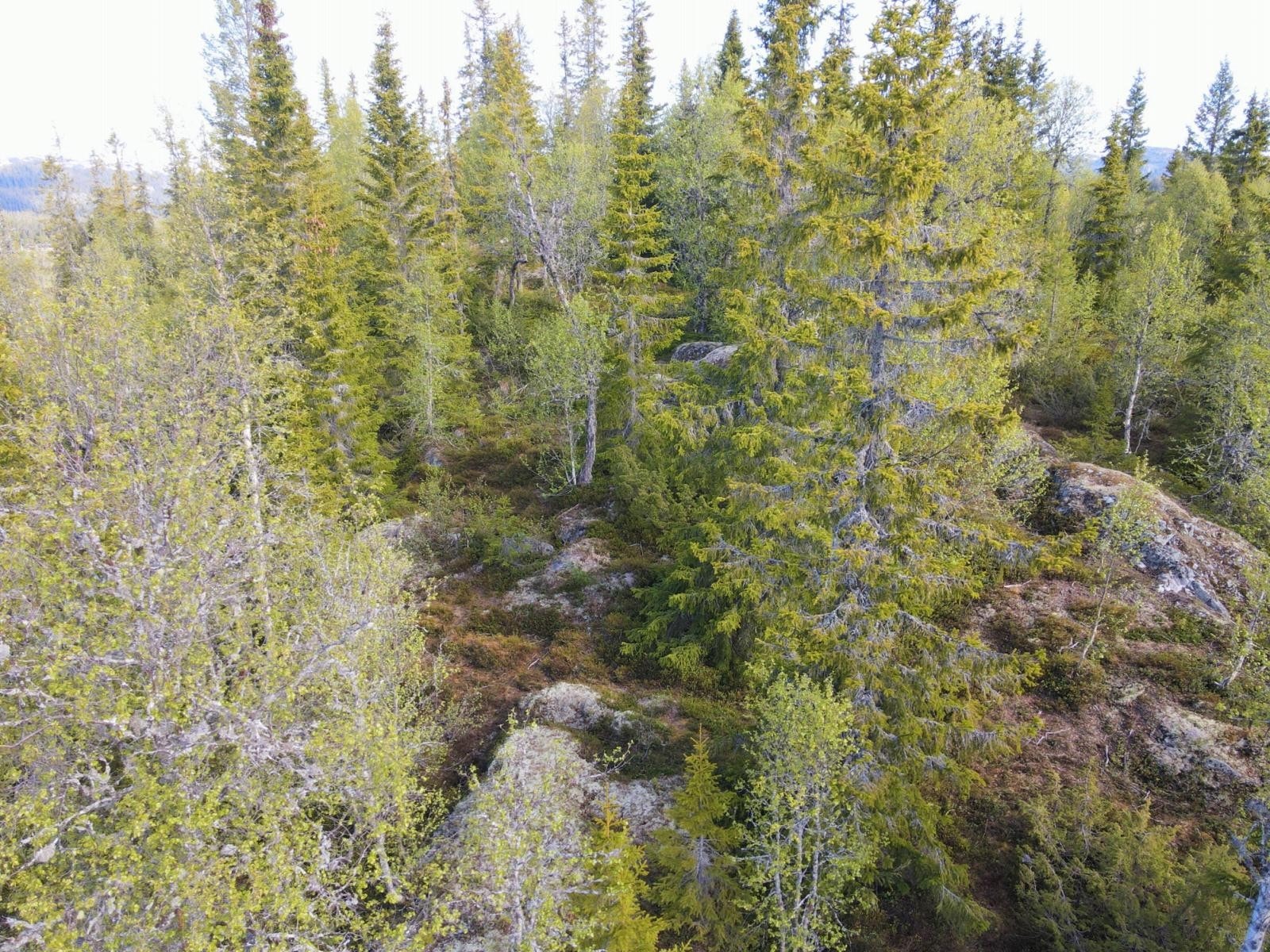 Dronebilde fra tomten Galleribilde
