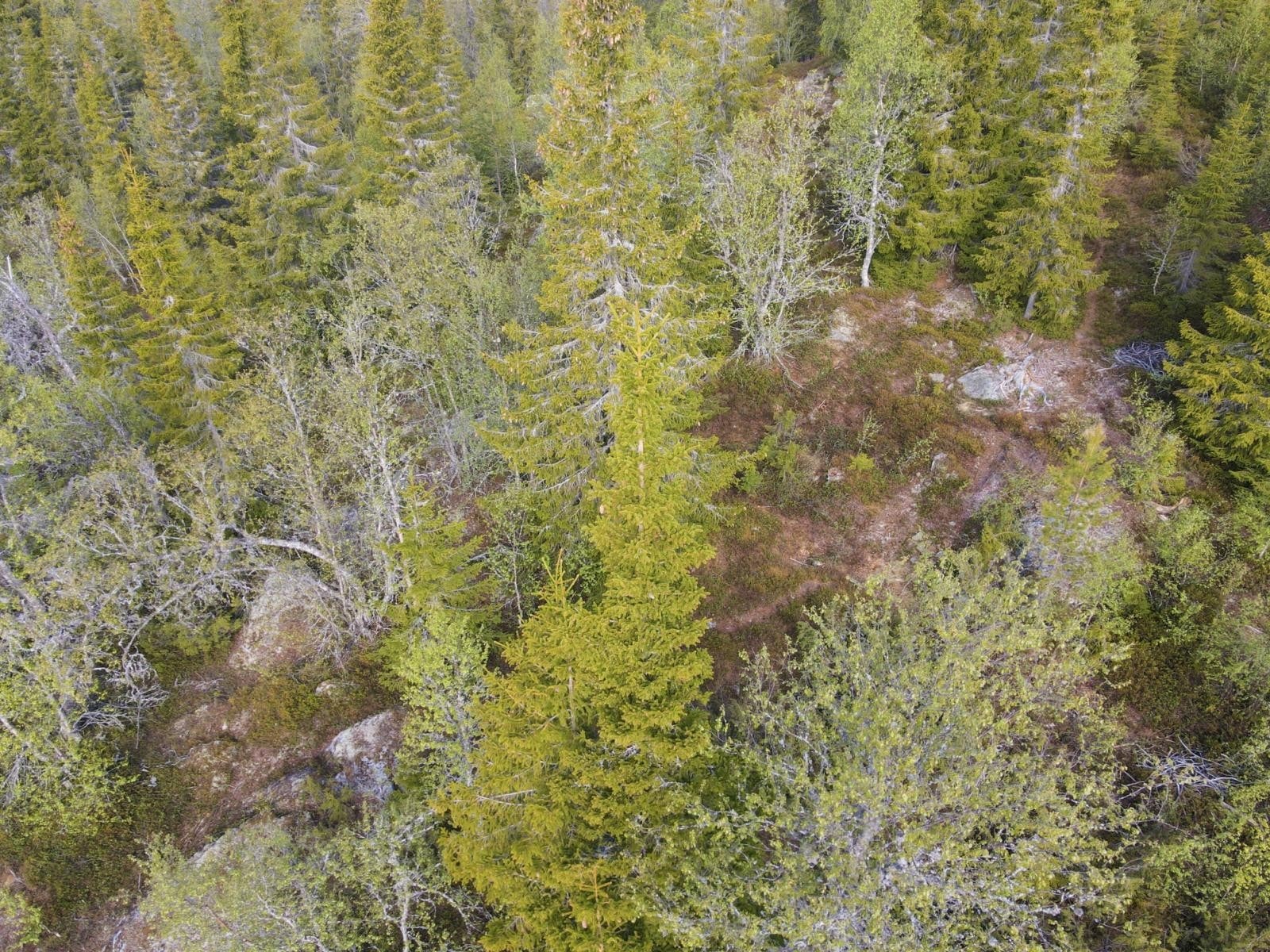 Dronebilde fra tomten Galleribilde