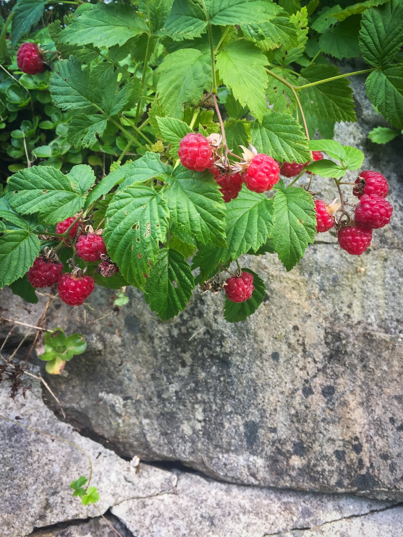 Villbringebær (selgers foto) Galleribilde