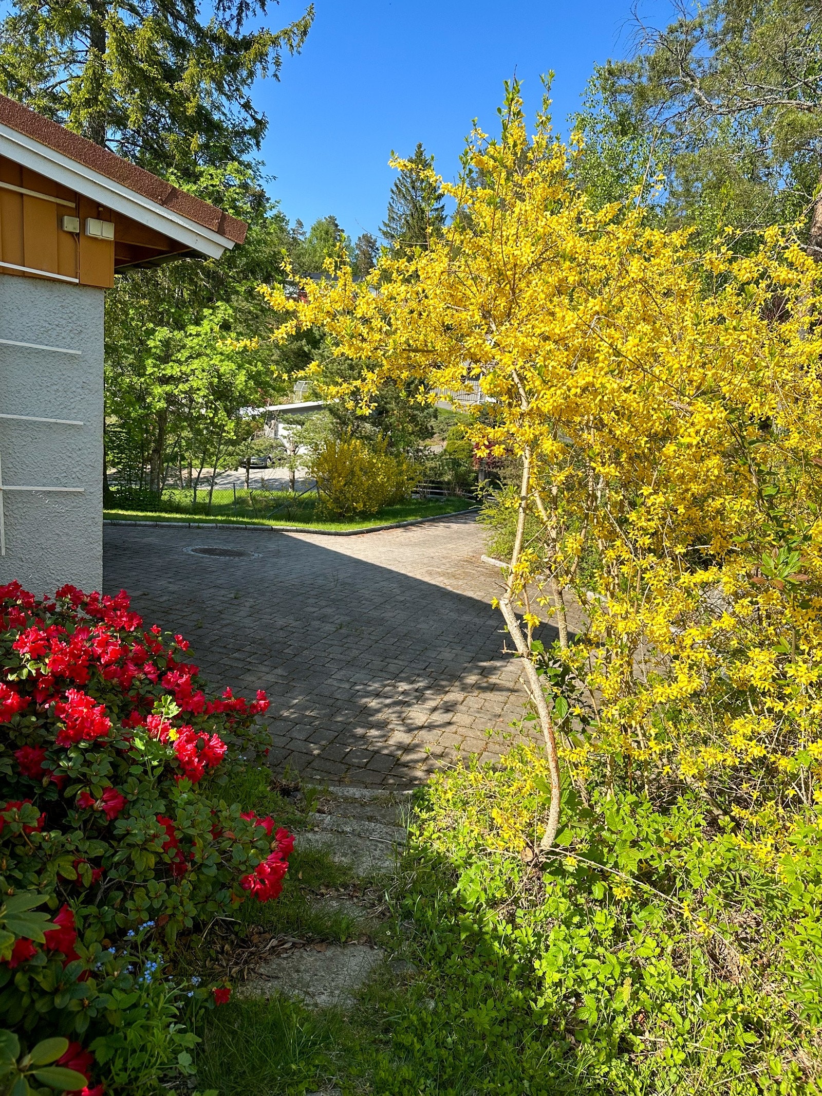Rød Rhododendron og Forsythia (selgers foto) Galleribilde