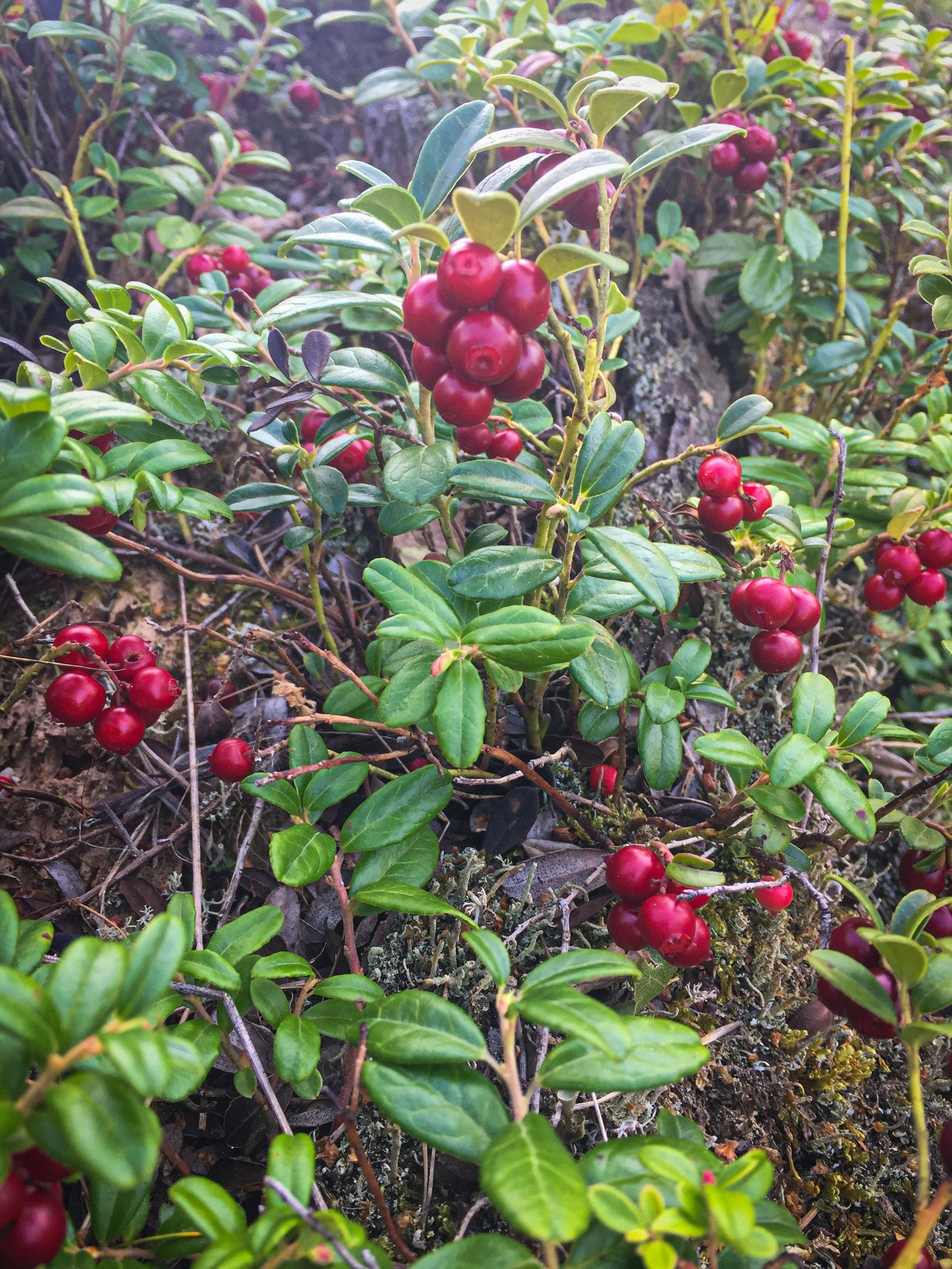 Tyttebær på egen tomt (selgers foto) Galleribilde