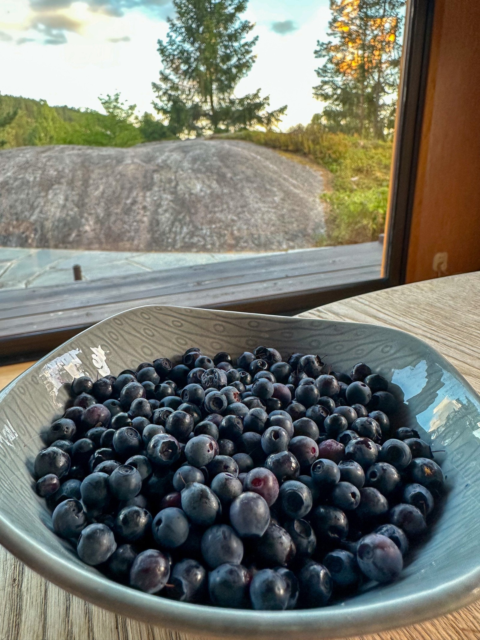 Blåbær egen hage (selgers foto) Galleribilde