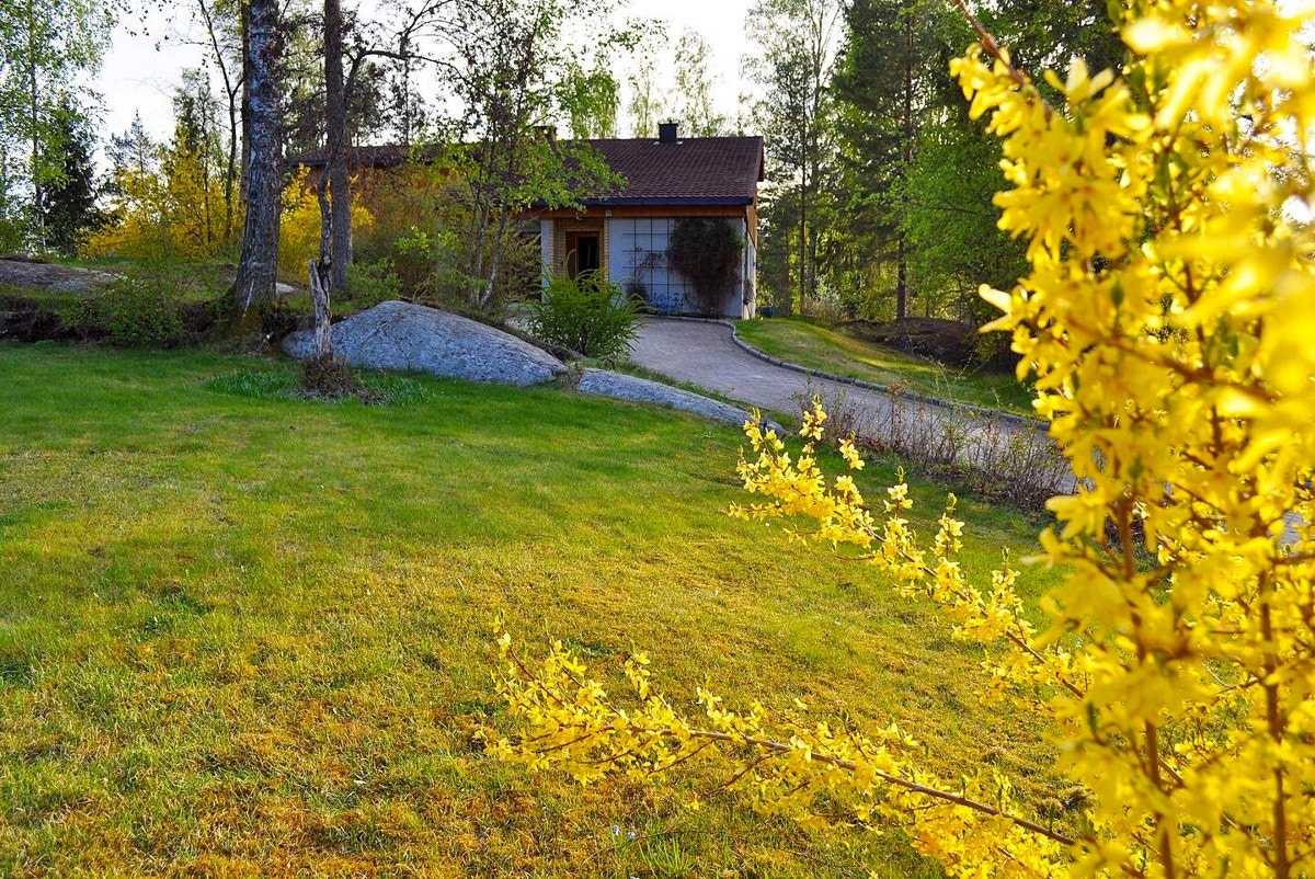 Forsythia nede ved porten (selgers foto) Galleribilde