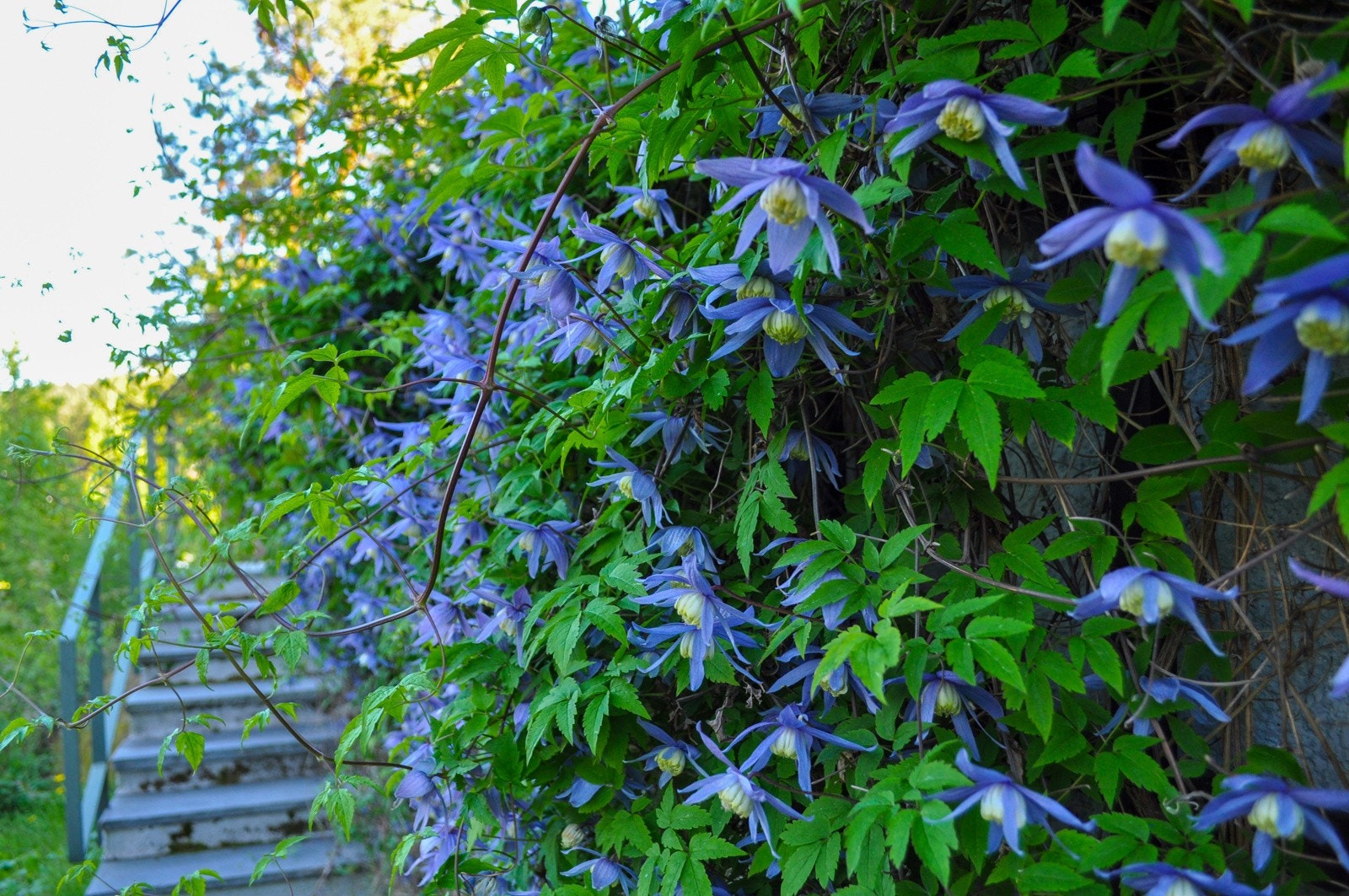 Clematis (selgers foto) Galleribilde