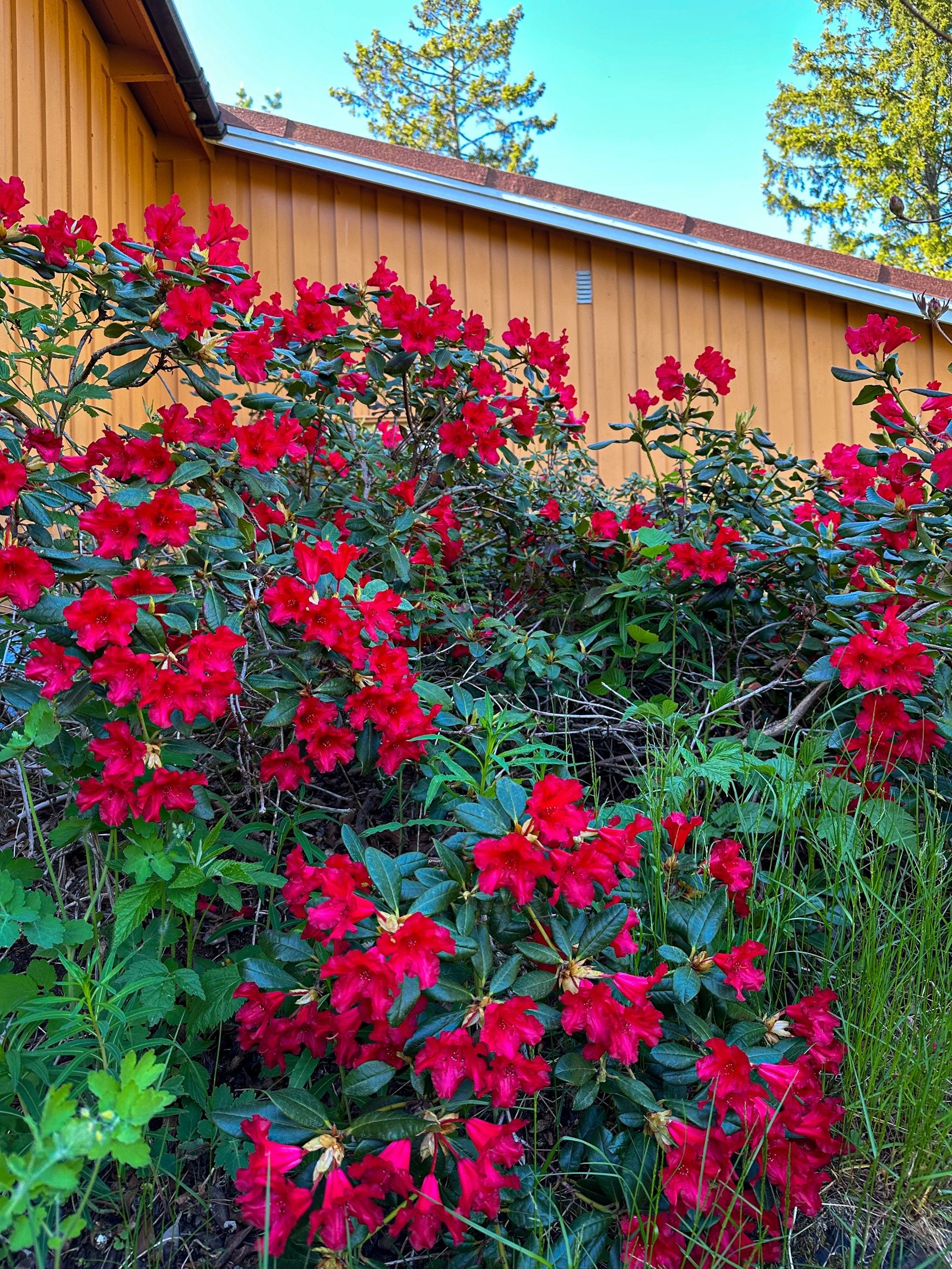 Rød Rhododendron blant mye Rhododendron (selgers foto) Galleribilde