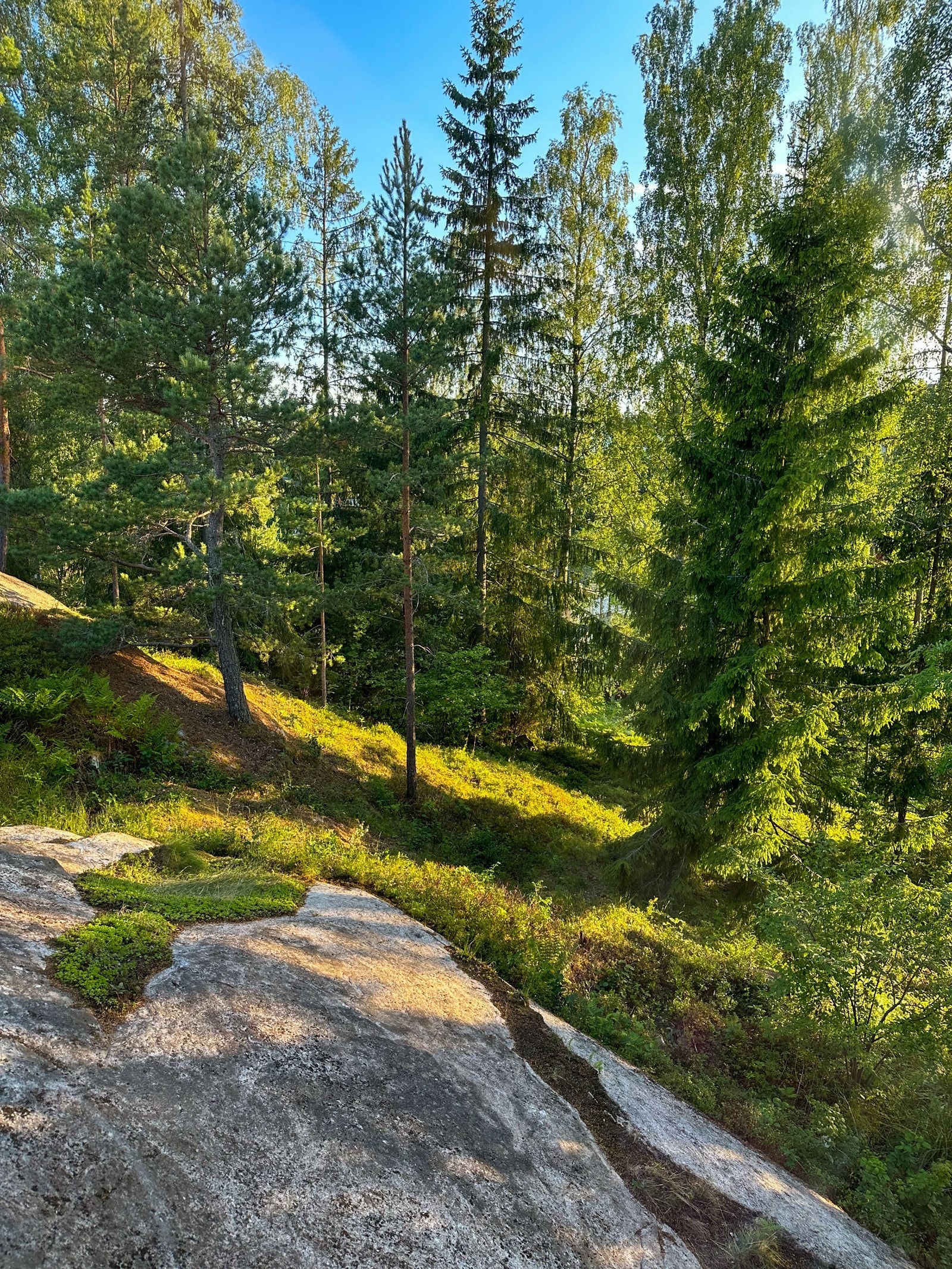 Naturen tett på Galleribilde