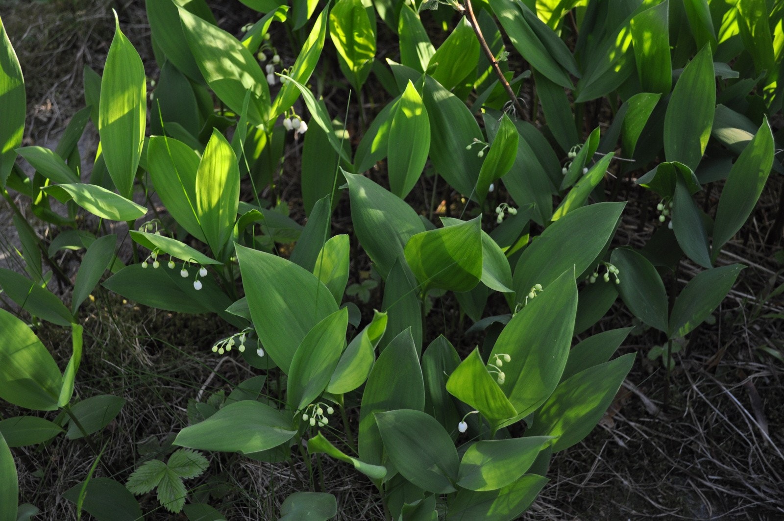 Liljekonvall (selgers foto) Galleribilde