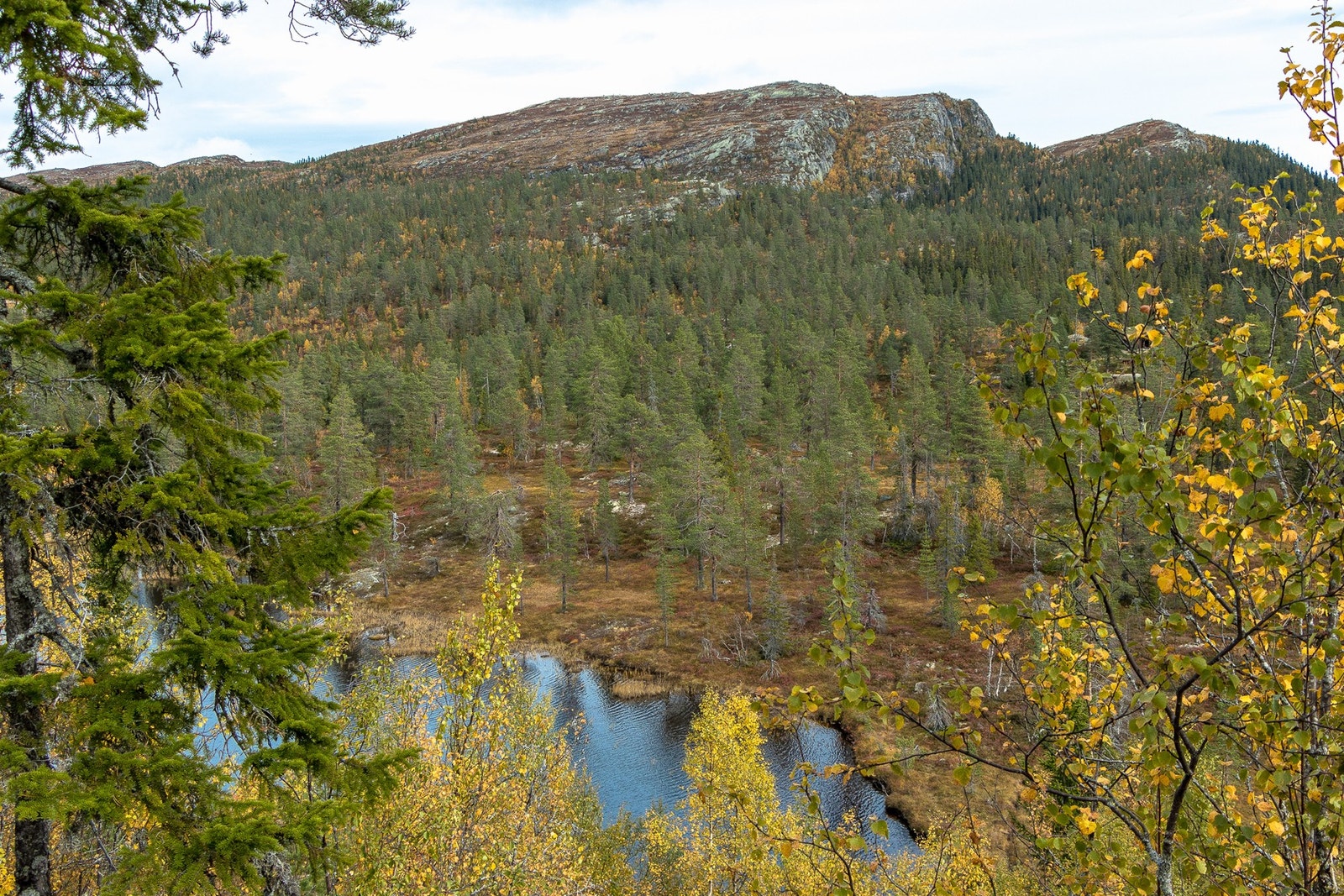 Fra hytteområdet mot Søtelifjell Galleribilde