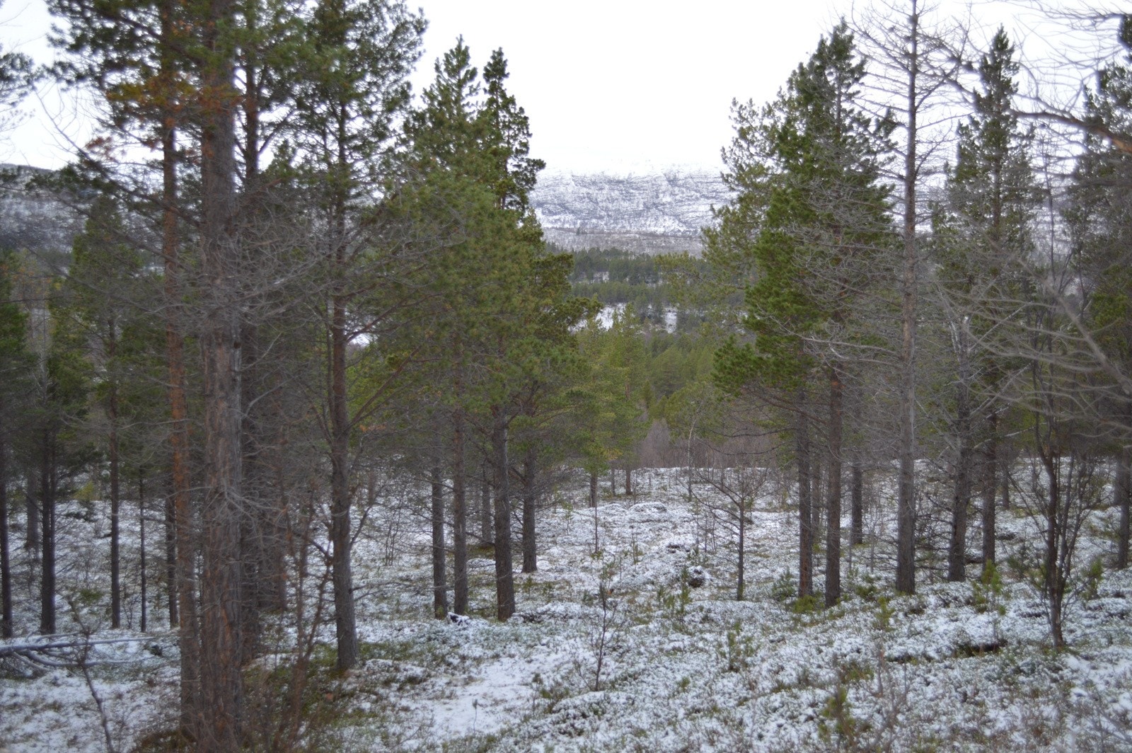 Hytta ligger ca 200 - 300 meter fra Stabburselva Galleribilde