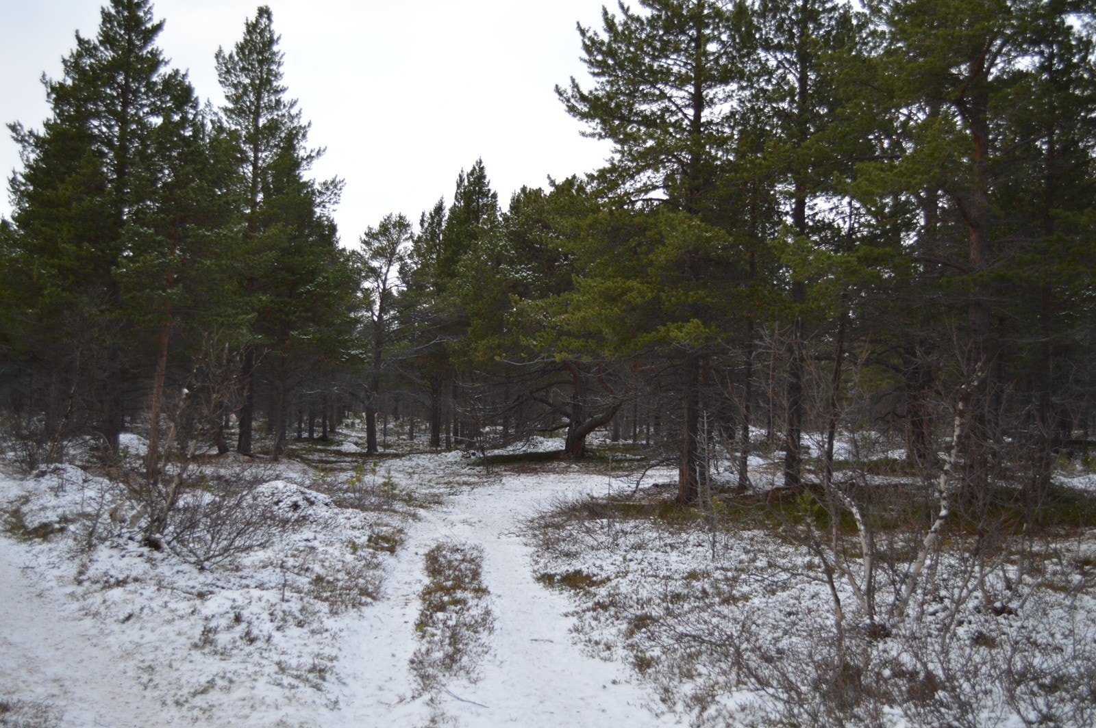 En gammel kjerrevei fører fram til hytten Galleribilde