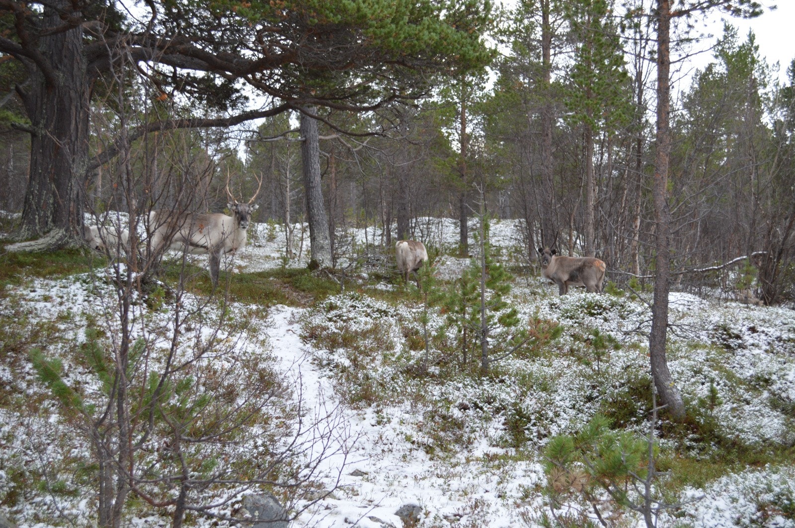 Nærkontakt med natur Galleribilde