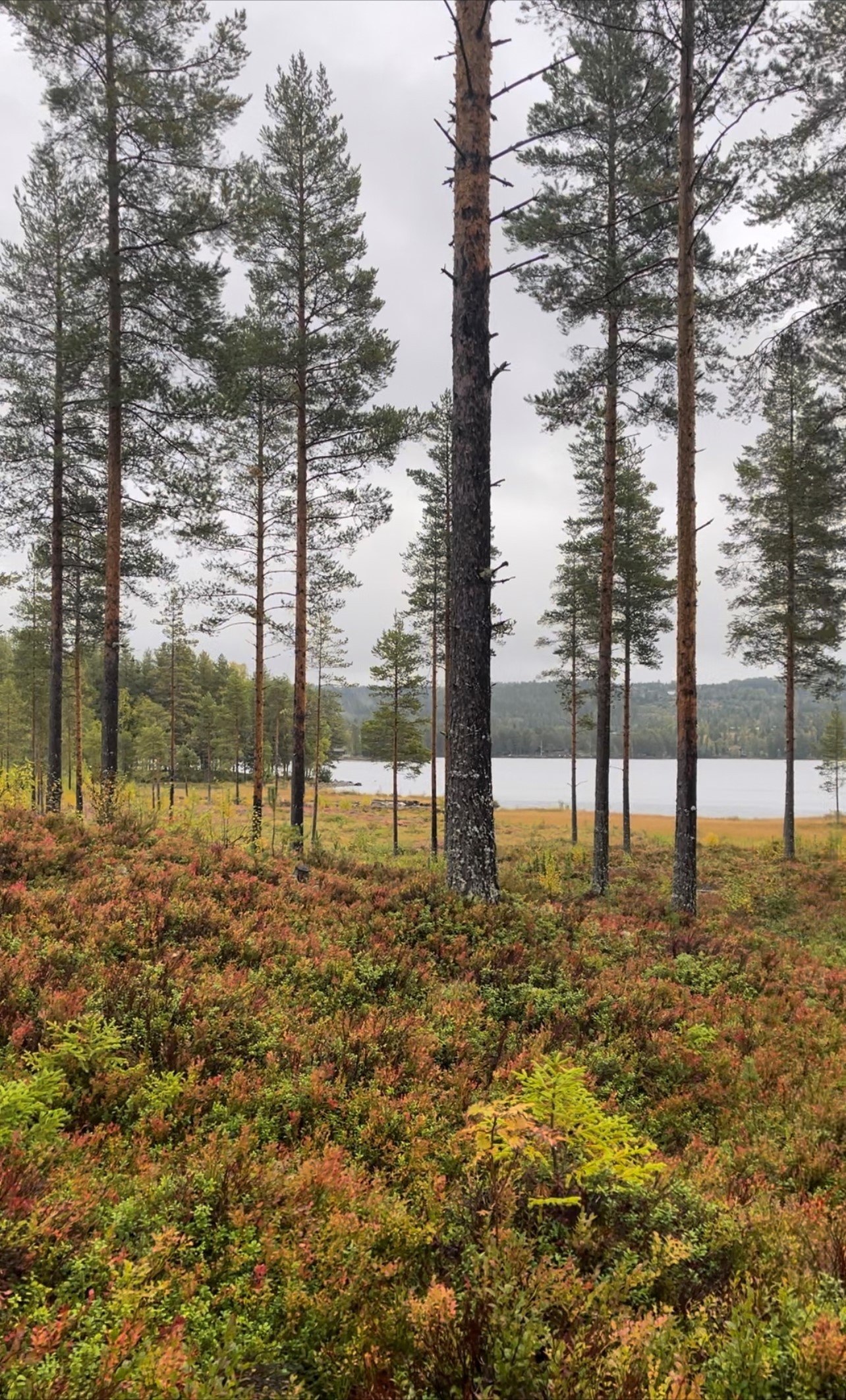 Utsikt til Trevatn fra tomta Galleribilde