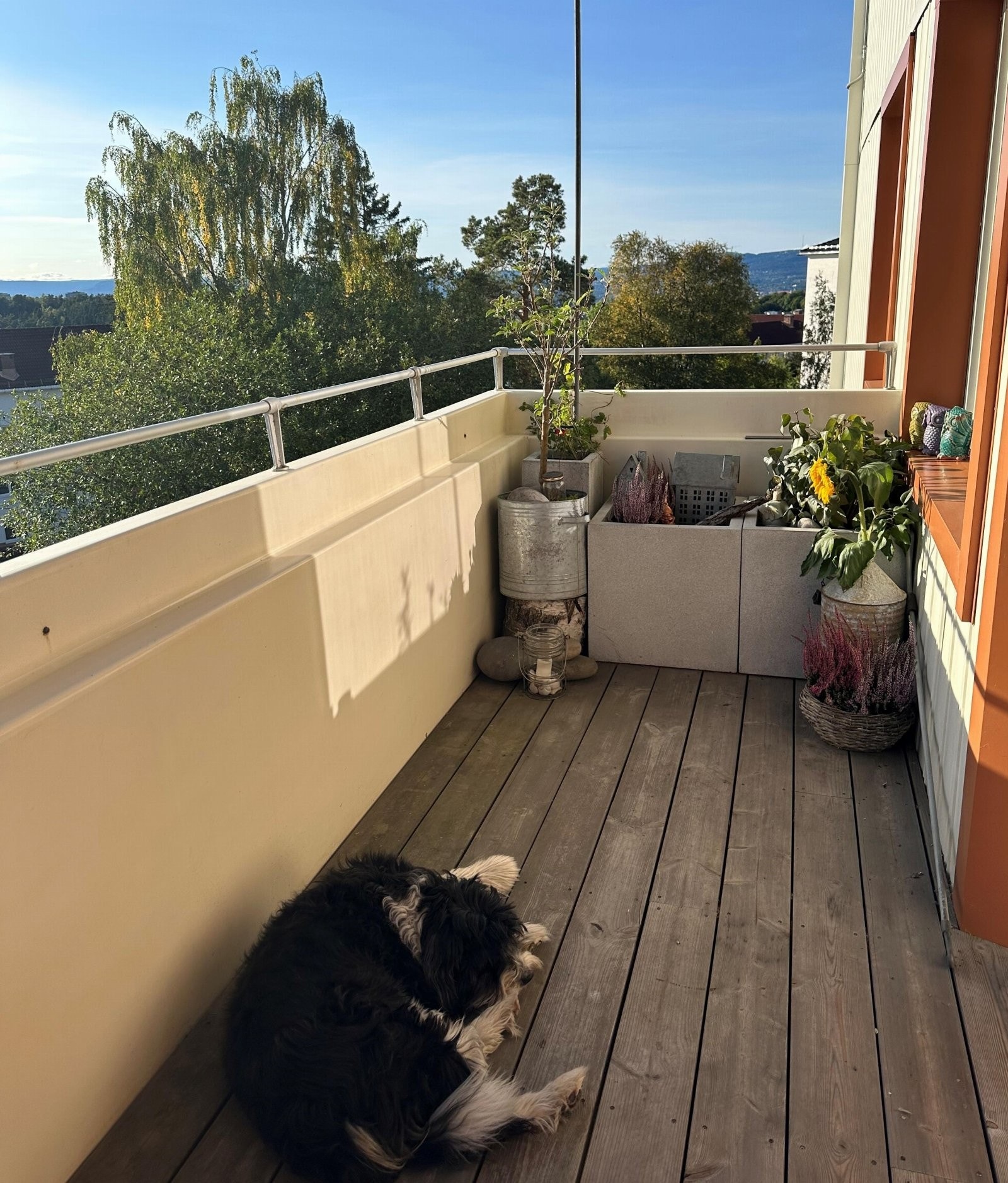 Her kan både 2- og 4-bente kose seg. Galleribilde