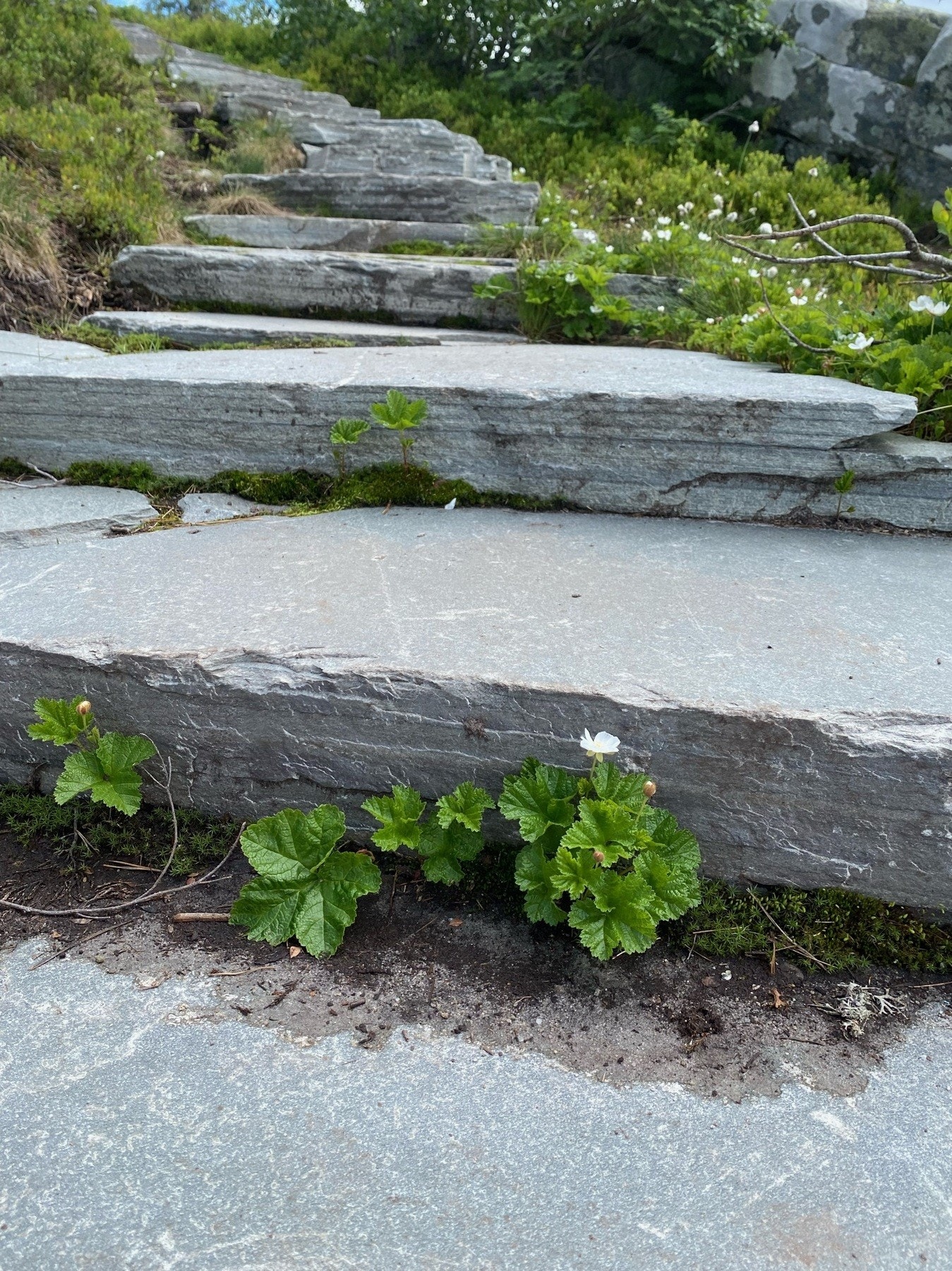 Deler av stien mot Madonnaen er tilrettelagt med steinheller Galleribilde