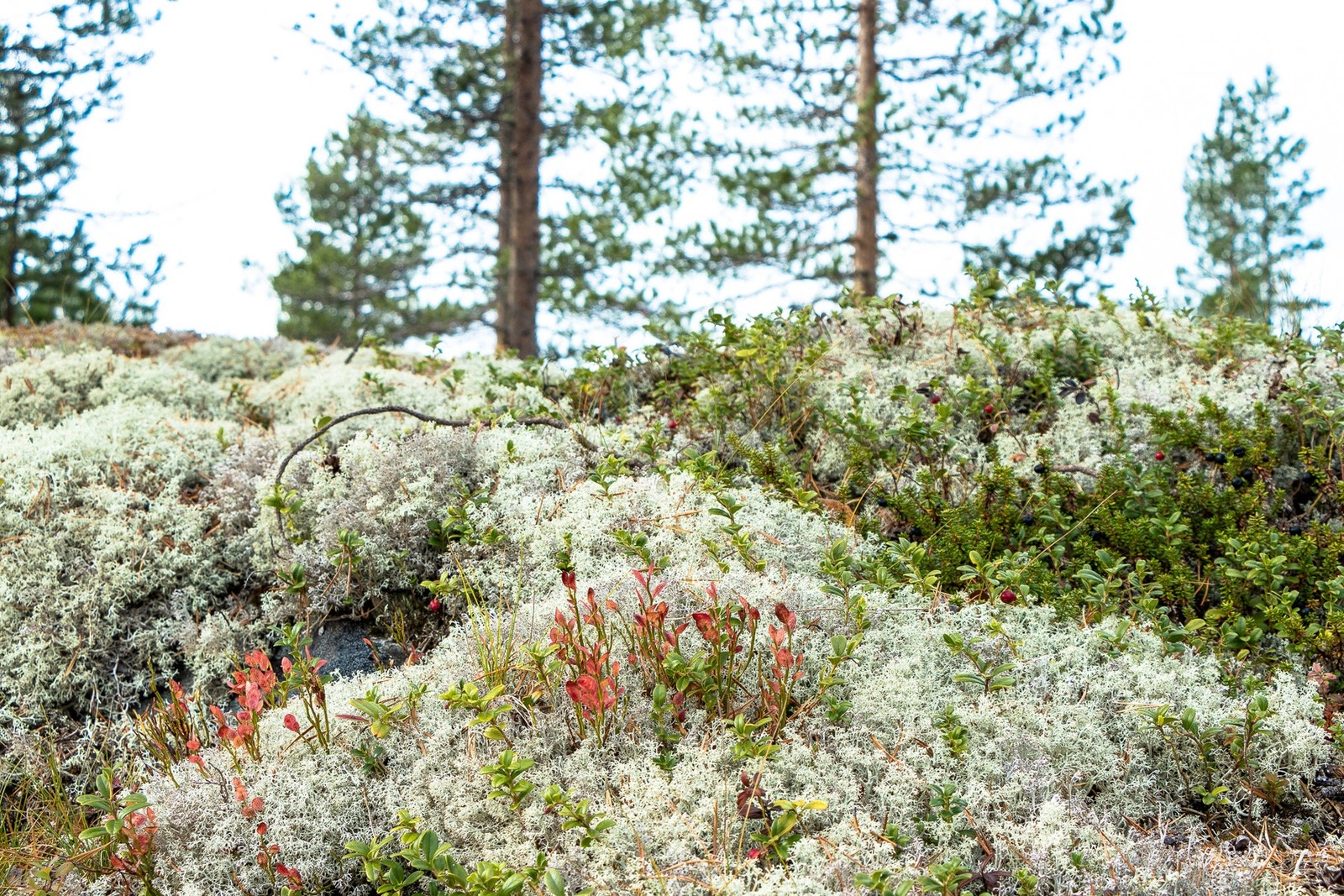 Foto fra hytteområdet Galleribilde
